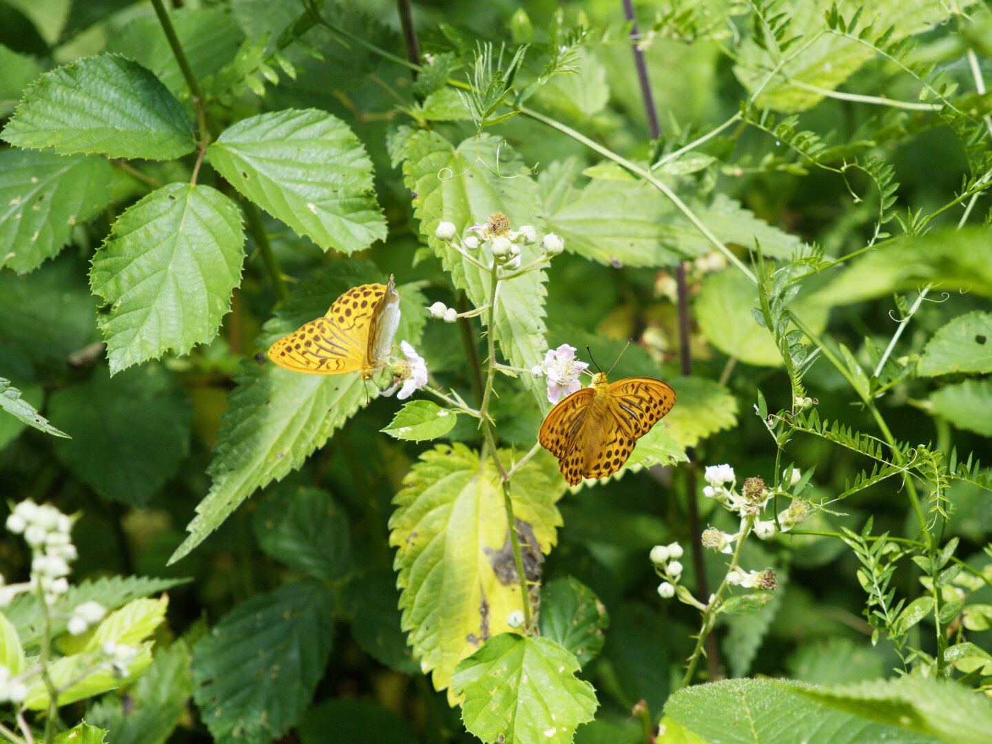 Two orange butterflies with dark spots surrounded by green plants, wachau, lower austria