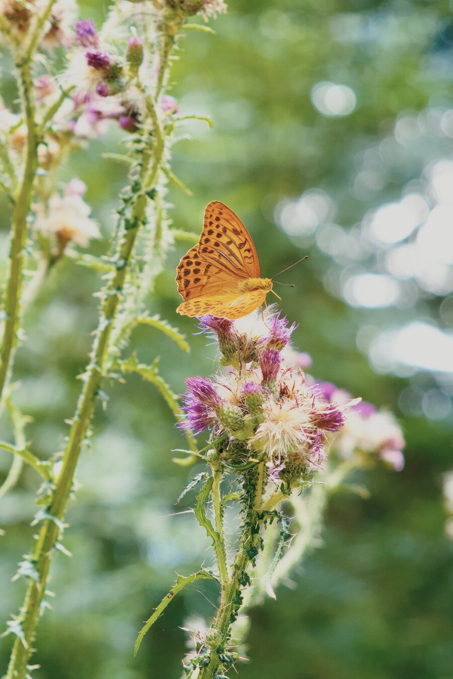 Orange butterfly with black spots on a flower with green bokeh in the background, wachau, lower austria