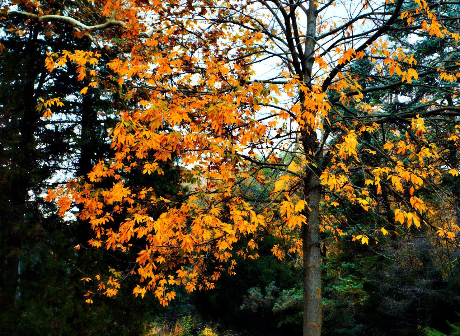 Colorful tree in the türkenschanzpark, vienna, october 2024