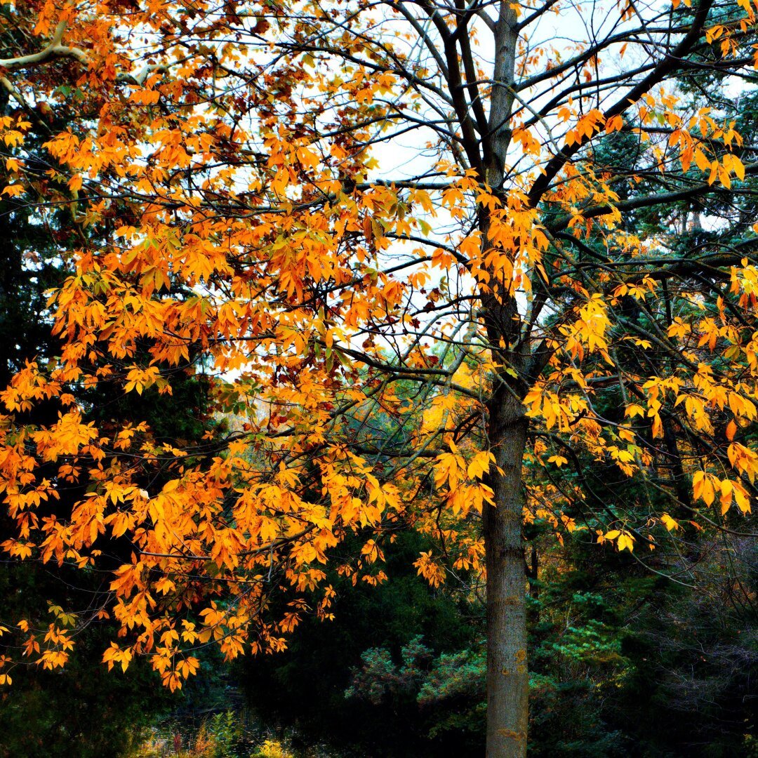 Colortful Tree in türkenschnzpark, vienna, october 2024