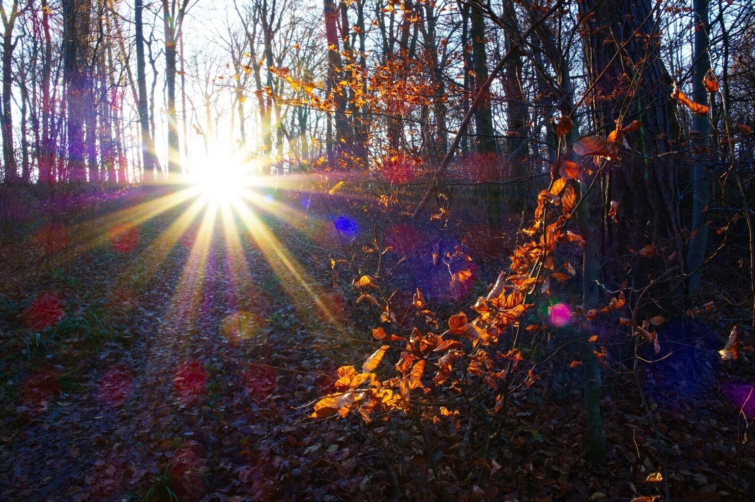 Winter landscape with brown leaves and sunstar in the wienerwald, vienna