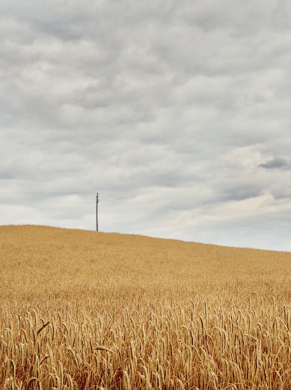 Corn field with electricity pole and cloudy sky in lower austria