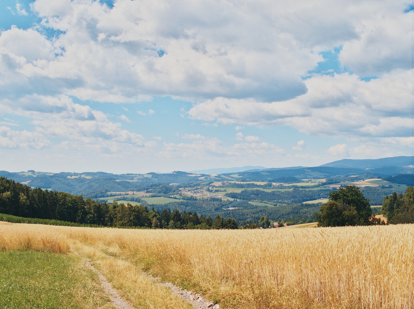 Summer landscape with corn field, lower austria