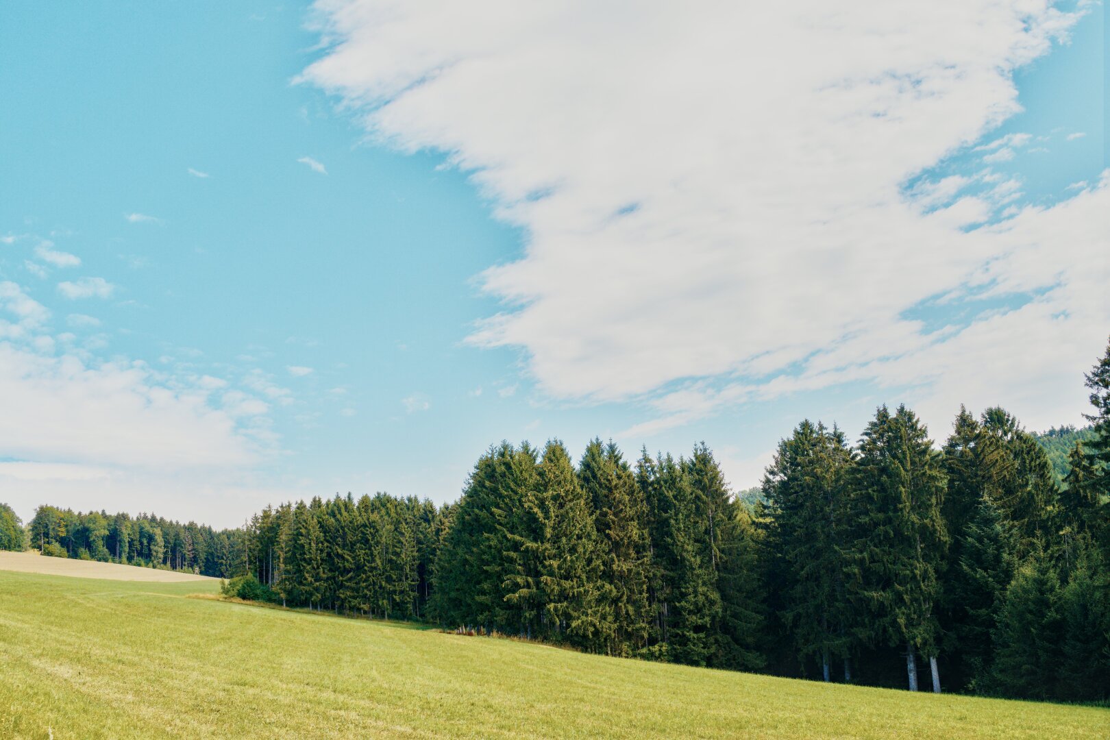 Summer landscape with pine forest, lower austria