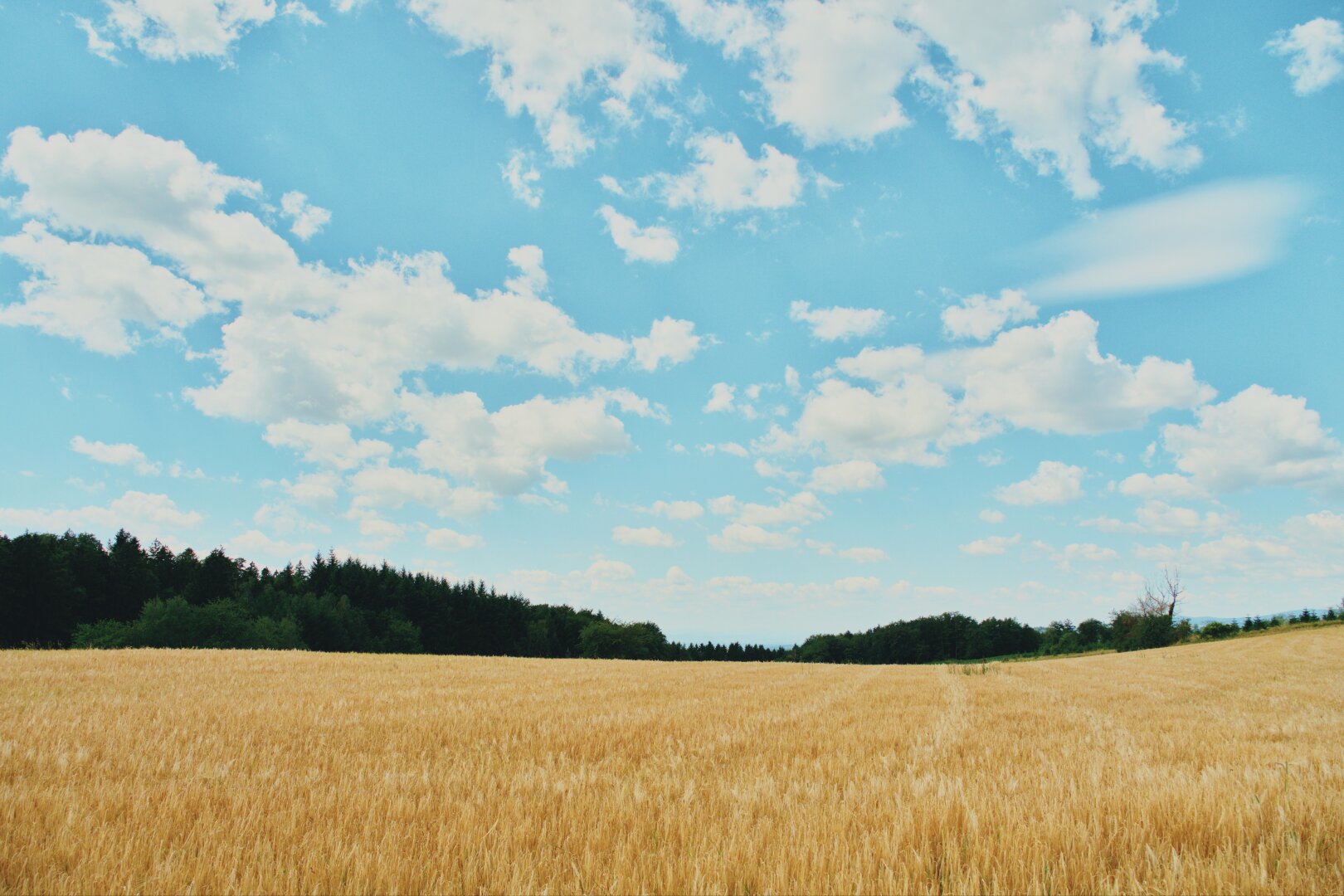 Summer landscape with corn field, Wachau, lower austria