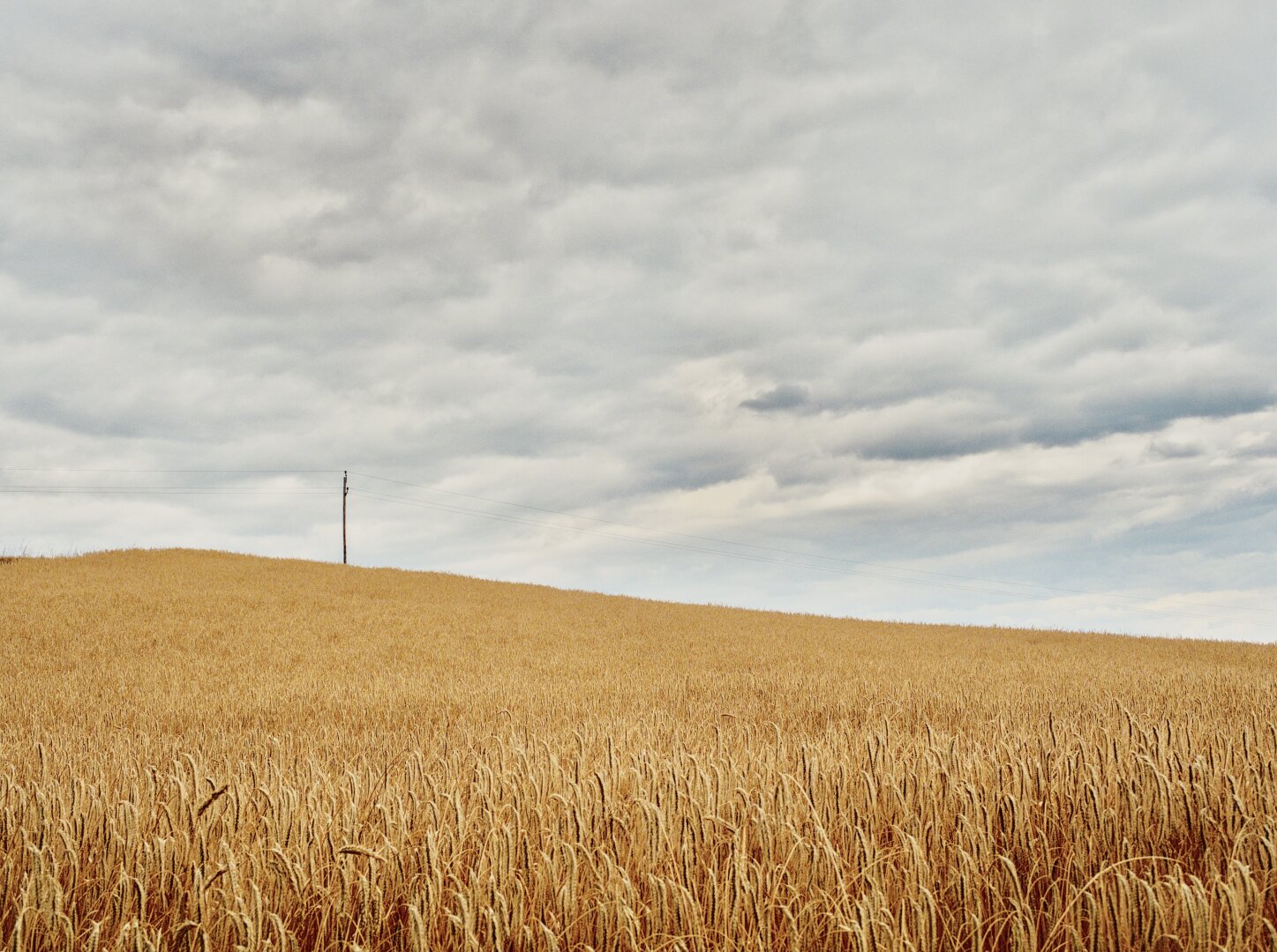 Corn field with electricity pole and cloudy sky in lower austria