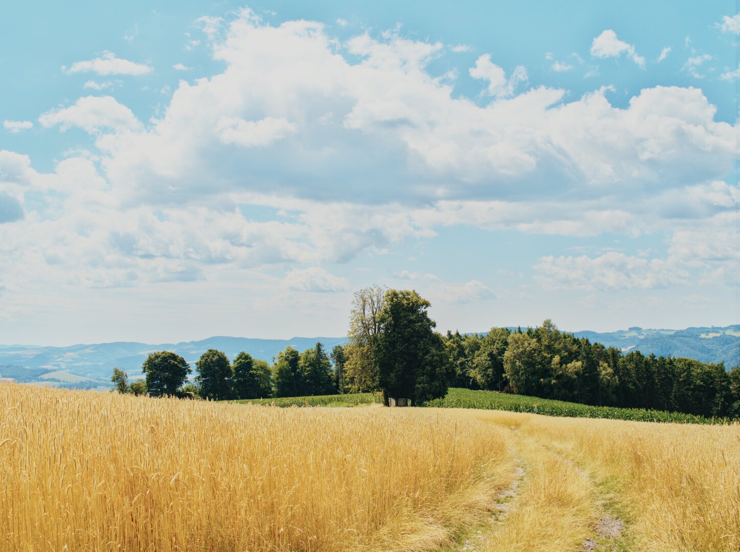 Summer landscape with golden corn field, lower austria
