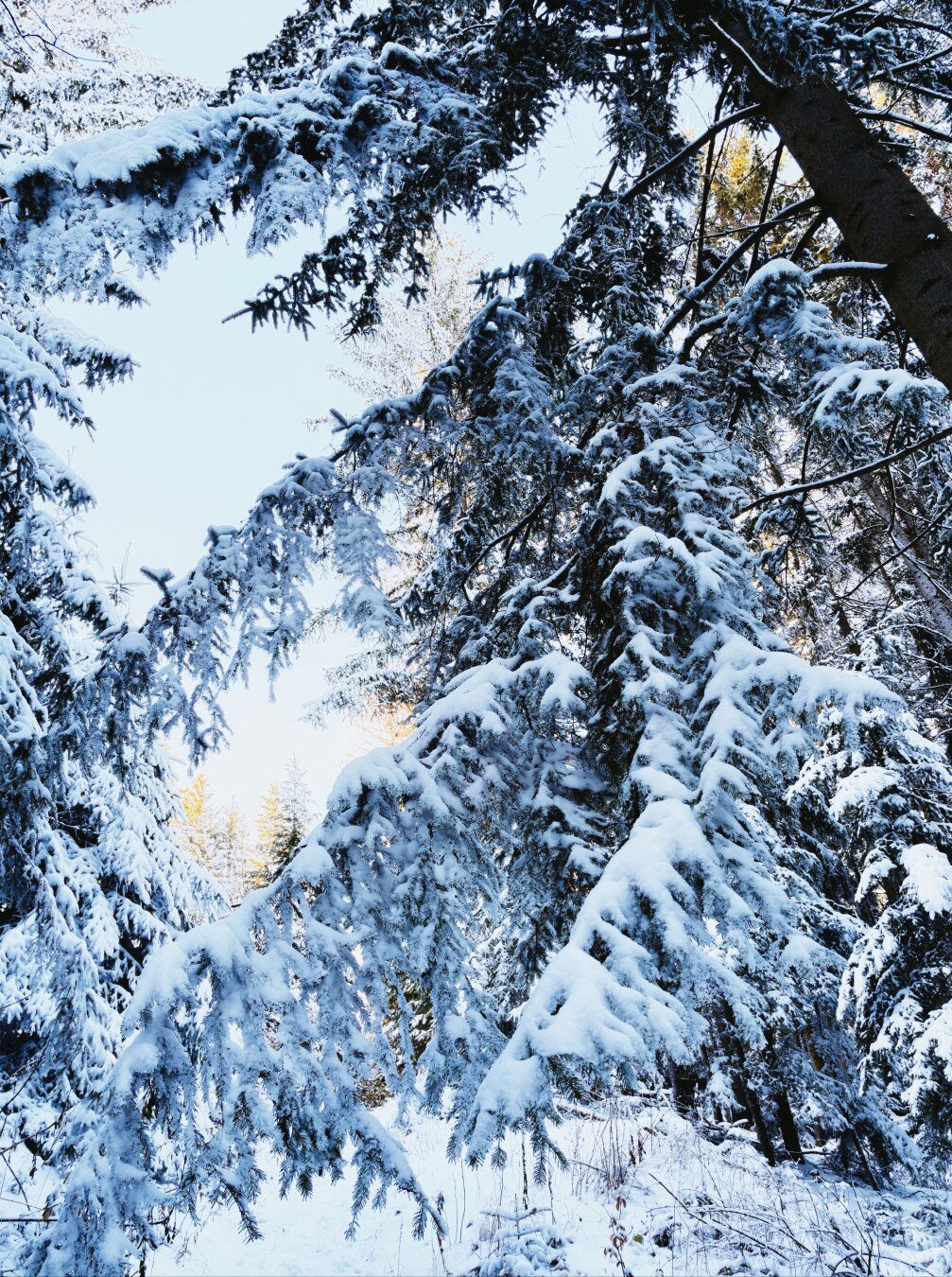 Snowy tree fragment around the semmering, lower austria