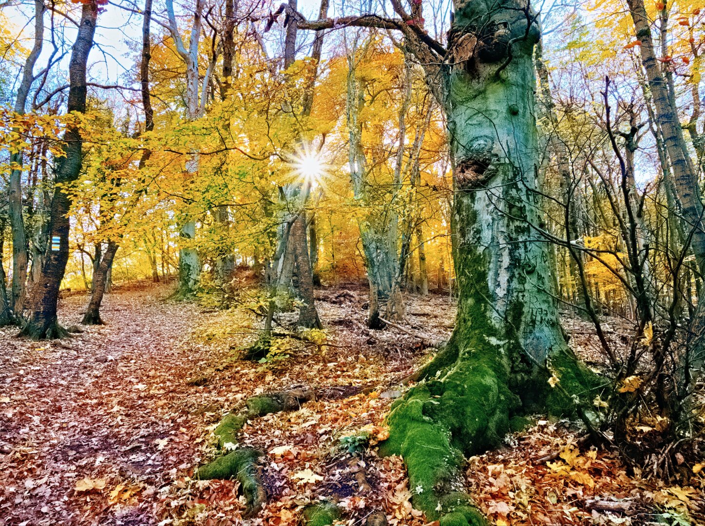 Autumnal landscape with mossy tree and sunstar near budapest, hungary