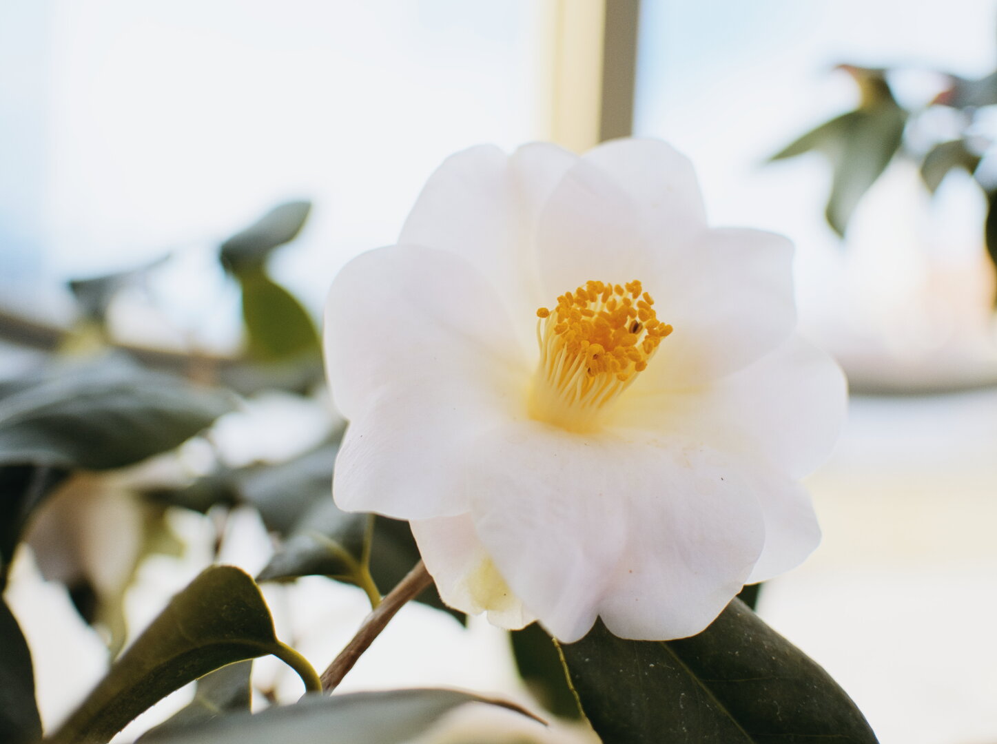 White camelia bloom in the palmenhaus Schönbrunn, vienna