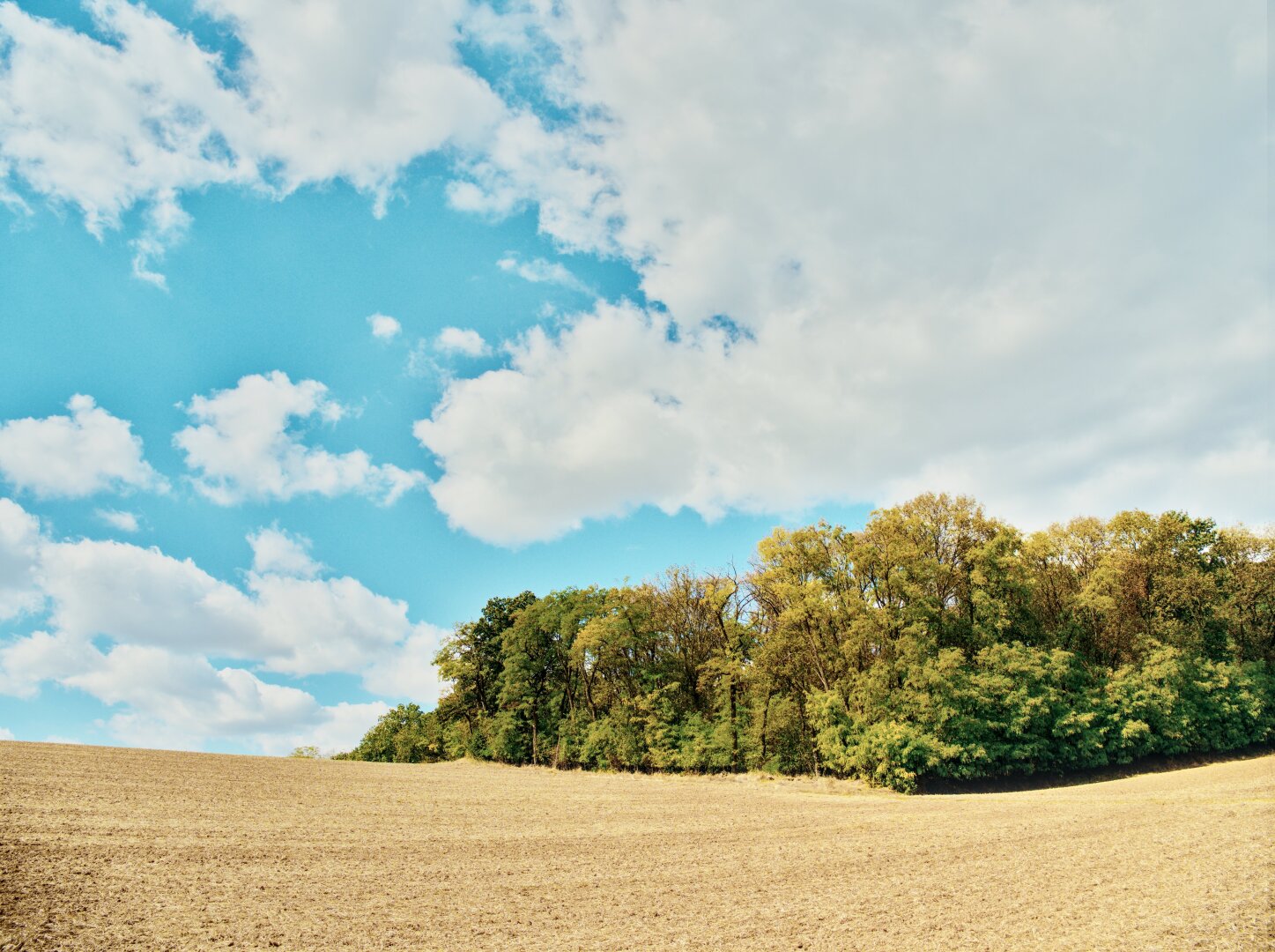 early autumnal landscape with empty agricultural space, a small forest, blue sky and couds, weinviertel near poaydorf, lower austria