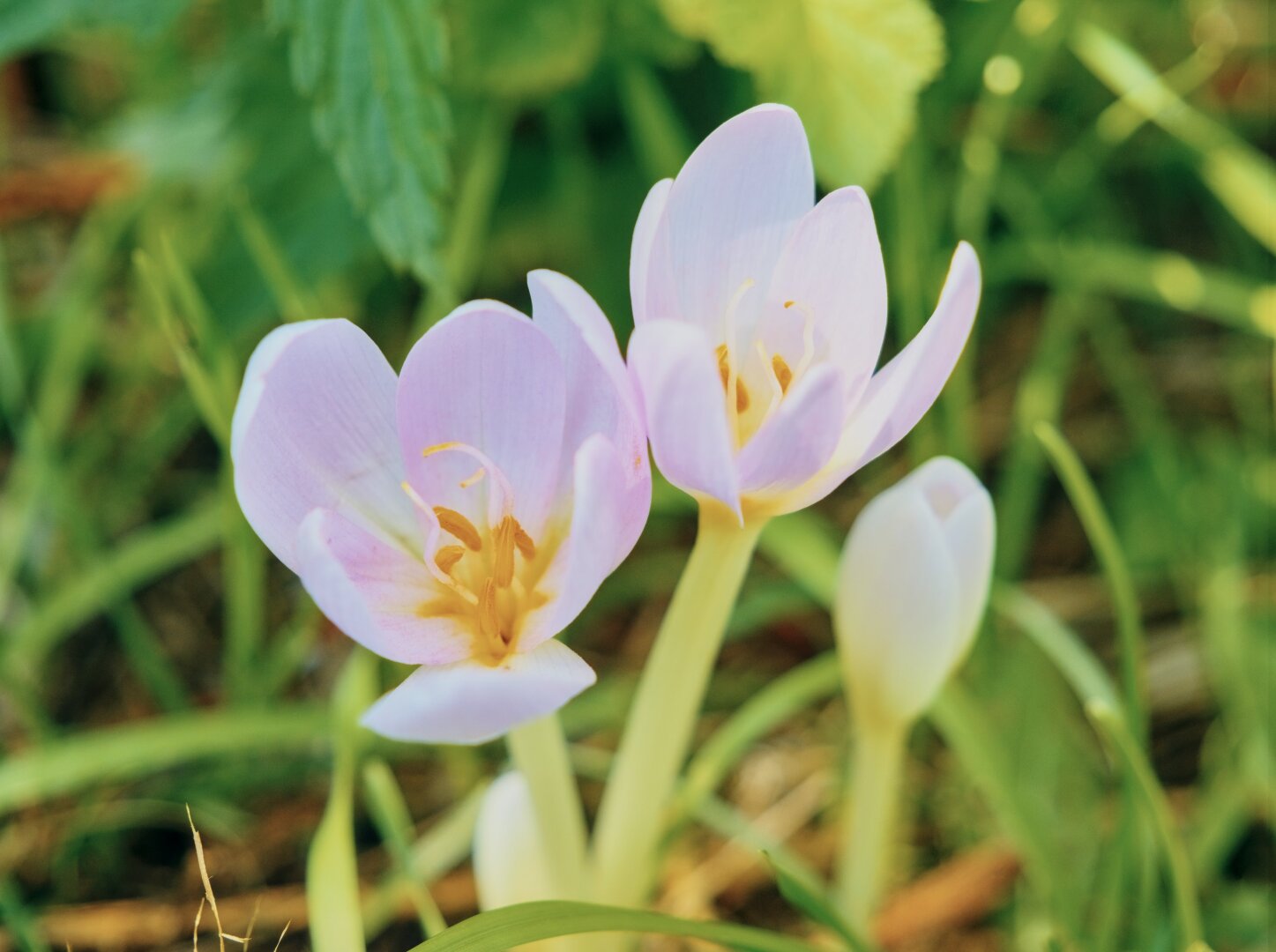 Three autumn crocuses with green bokeh