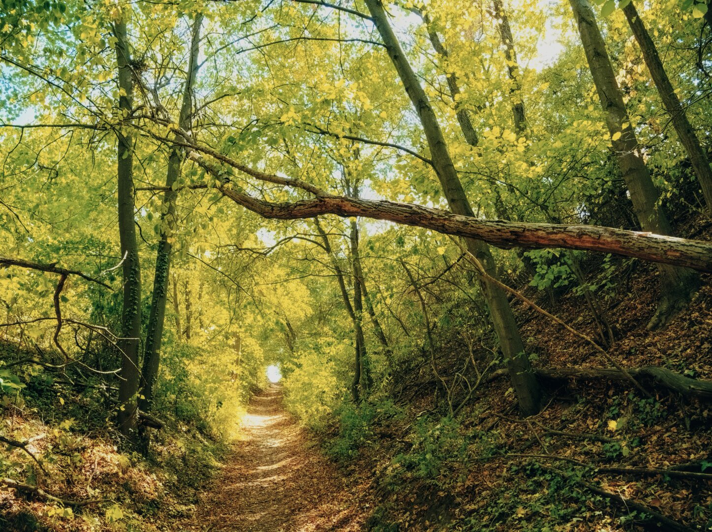 Forest trail in early fall in the weinviertel, lower austria