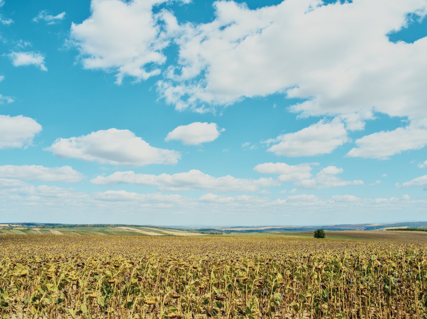 Mature sunflower field with a lot of blue sky and white clouds in the Weinviertel, lower austria