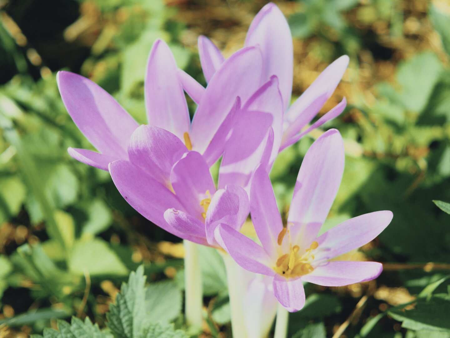 Purple corcuses with green bokeh