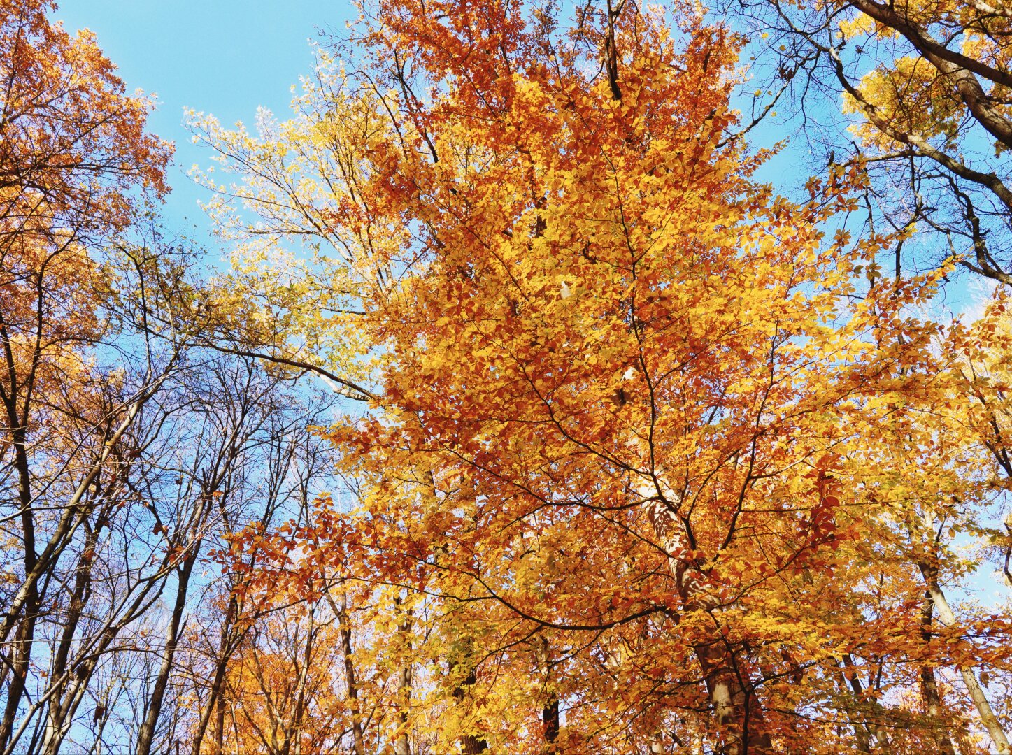 Autumnal tree in a forest near budapest