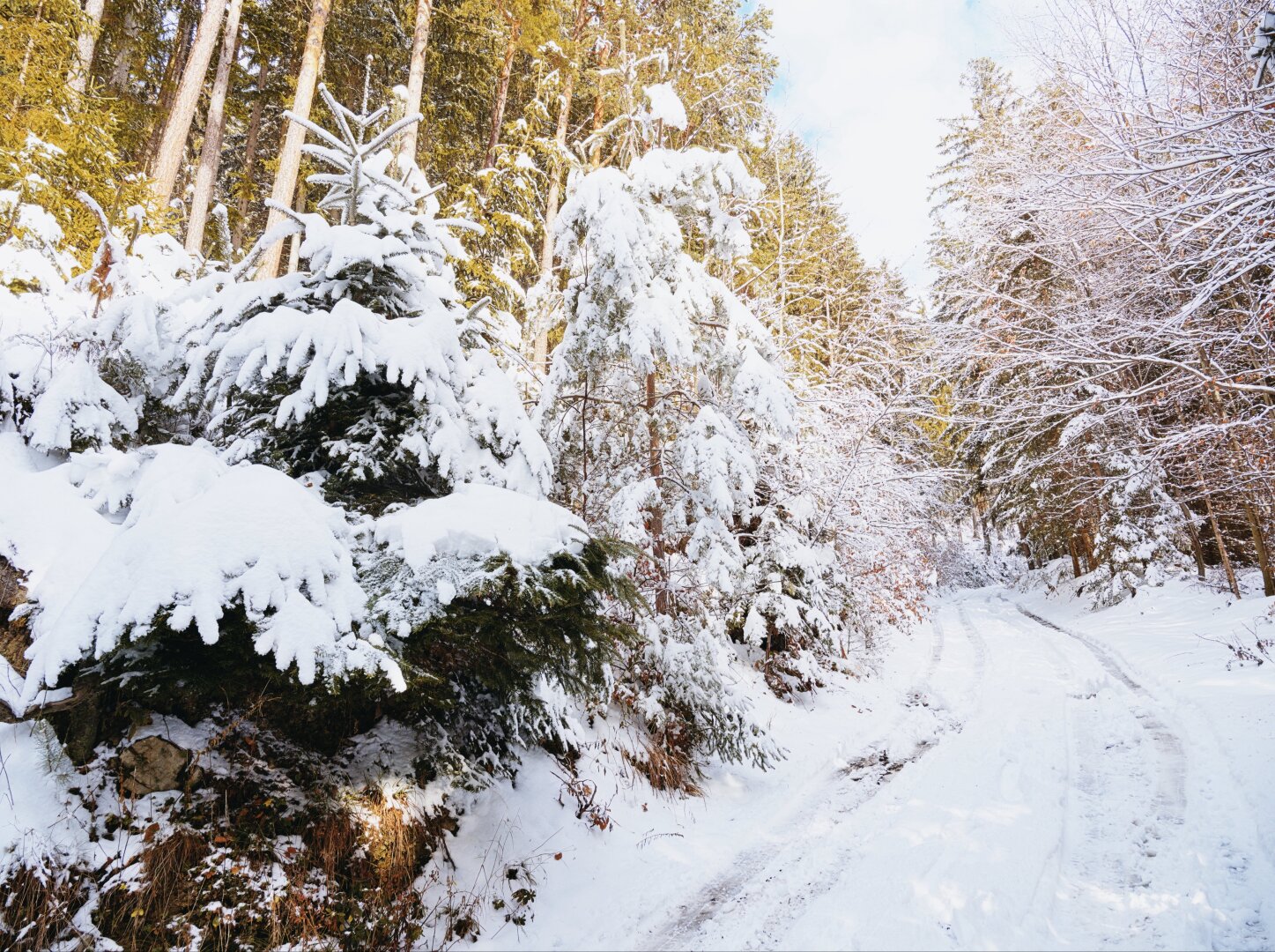 Snowy forest way near semmering, lower austria