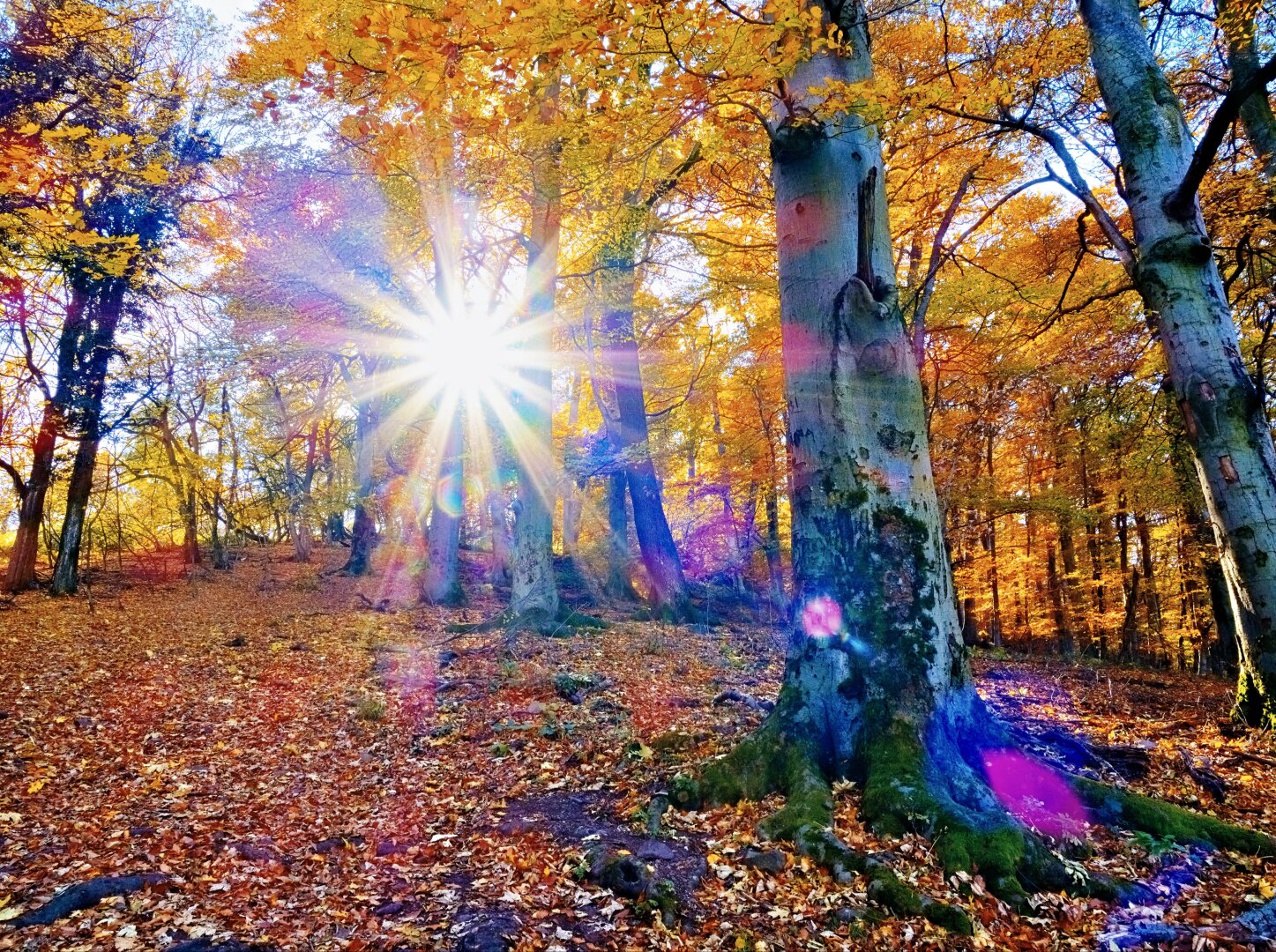 Autumnal forest scene with sunstar, hungary