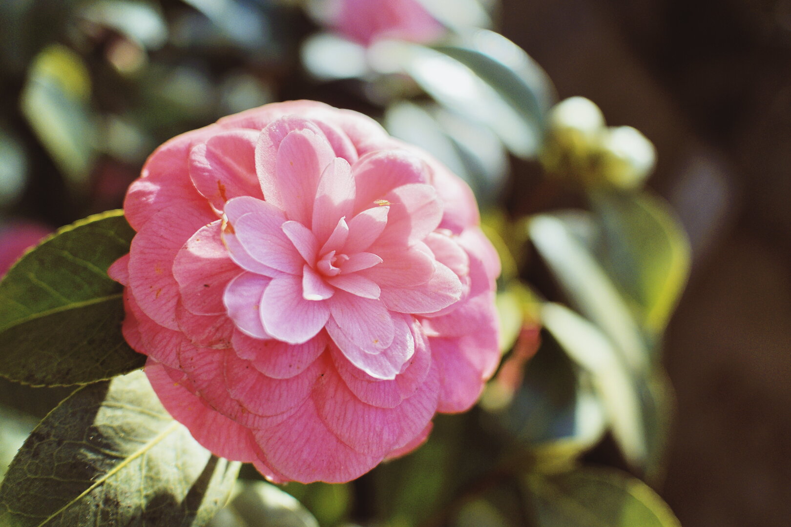 Pink camelia bloom in the palmenhaus schönbrunn, vienna