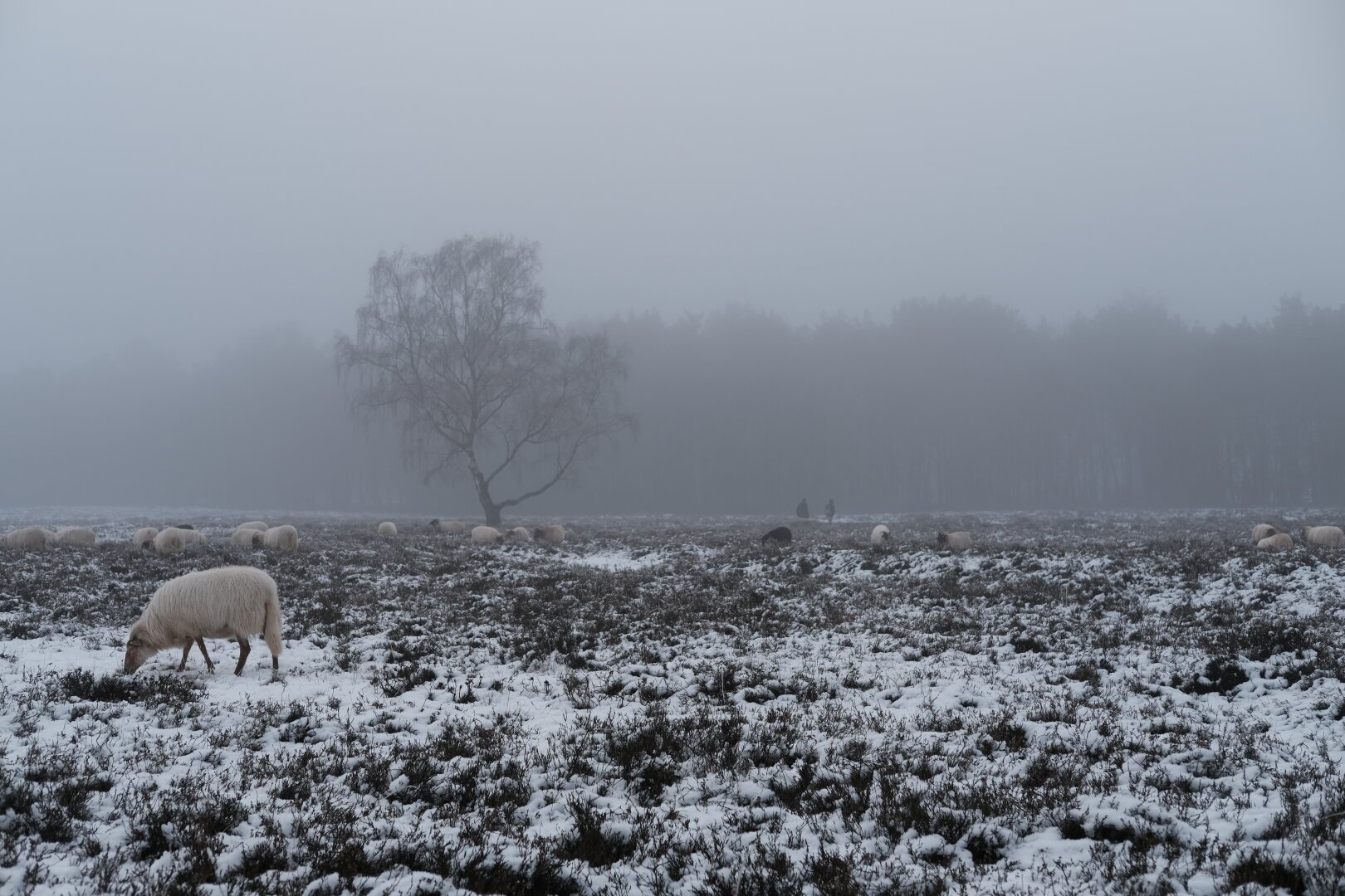 Photo of a snowy field with sheep and a tree in the background.