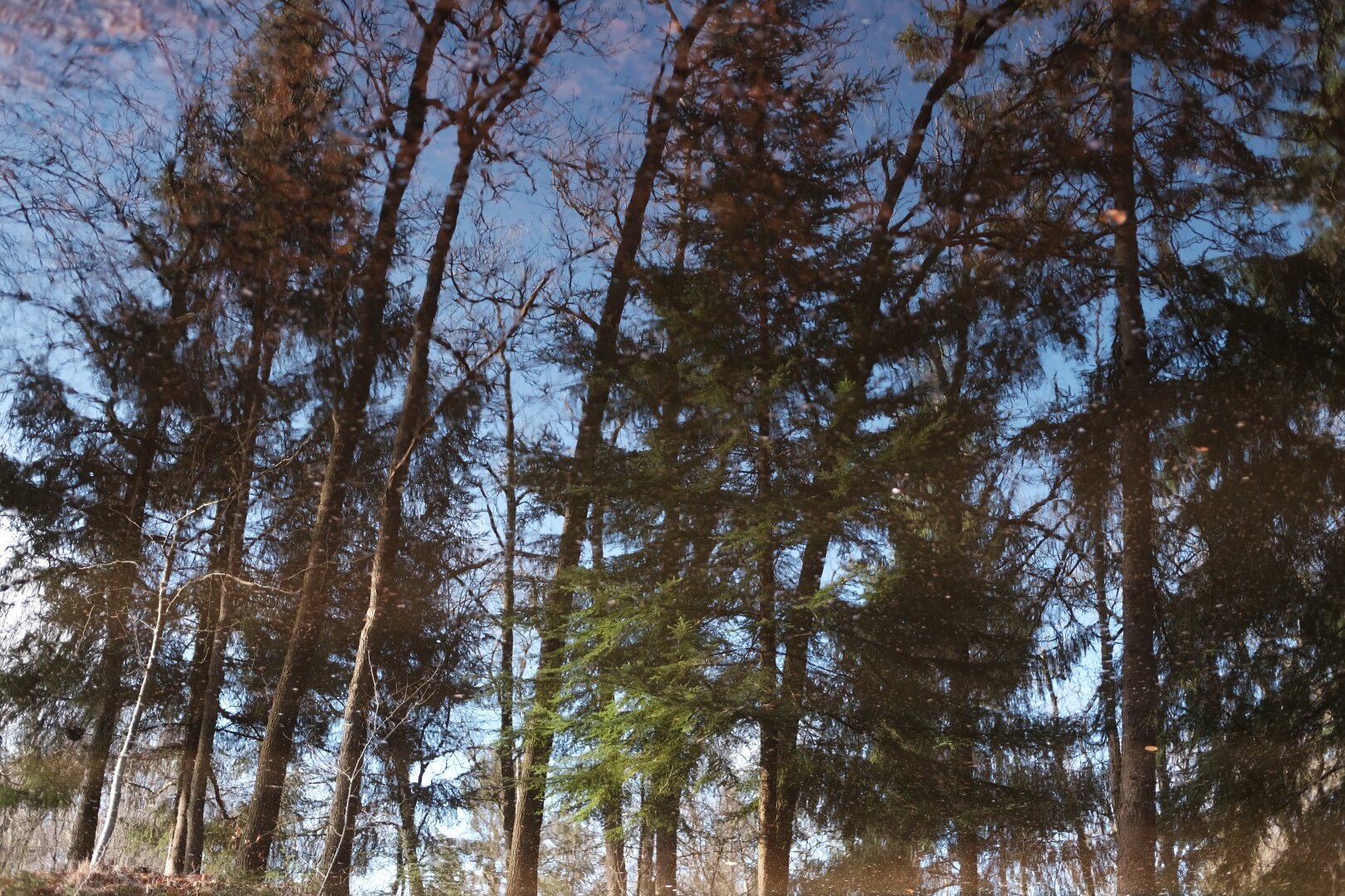 A photo taken of trees reflecting in a pond.