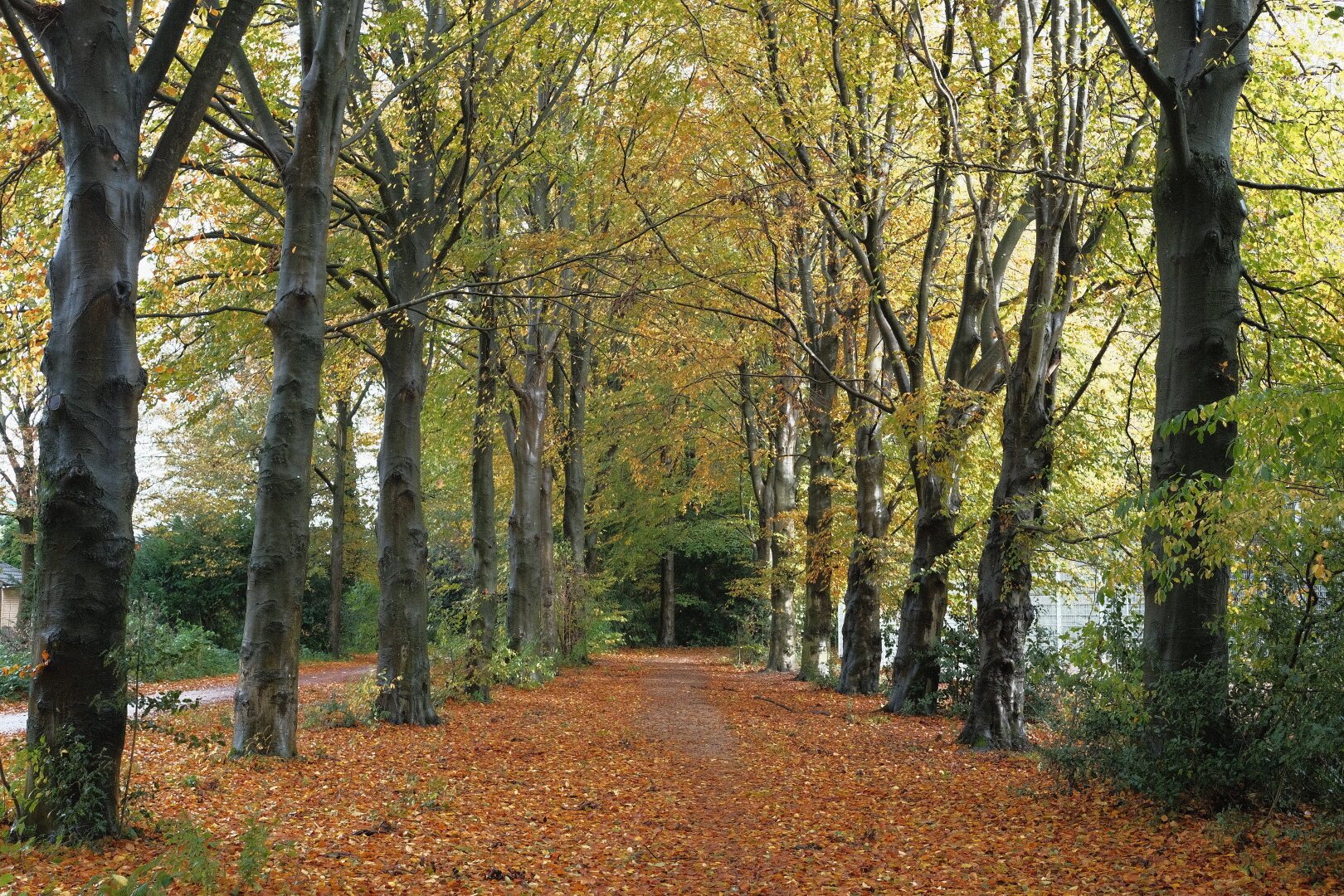 Alt text: A serene tree-lined path blanketed with fallen leaves in shades of orange and yellow, suggesting autumn. Tall trees with a mix of green and yellow leaves stand on either side of the path, their trunks dark and sturdy, stretching upwards. The daylight filters softly through the foliage, casting a warm glow on the scene. The path invites a tranquil walk through the autumnal landscape, with no people in sight, enhancing the sense of peacefulness.