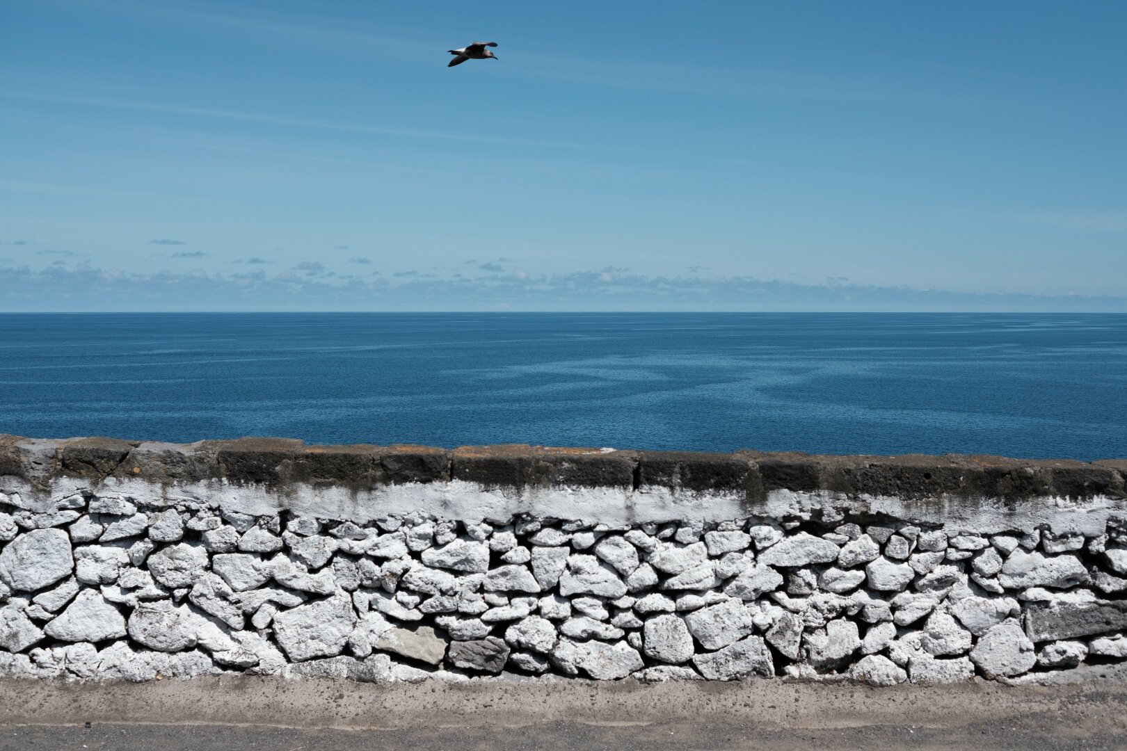 A photo of a stone wall painted white in front of the ocean on a fair day with a seagull flying by.