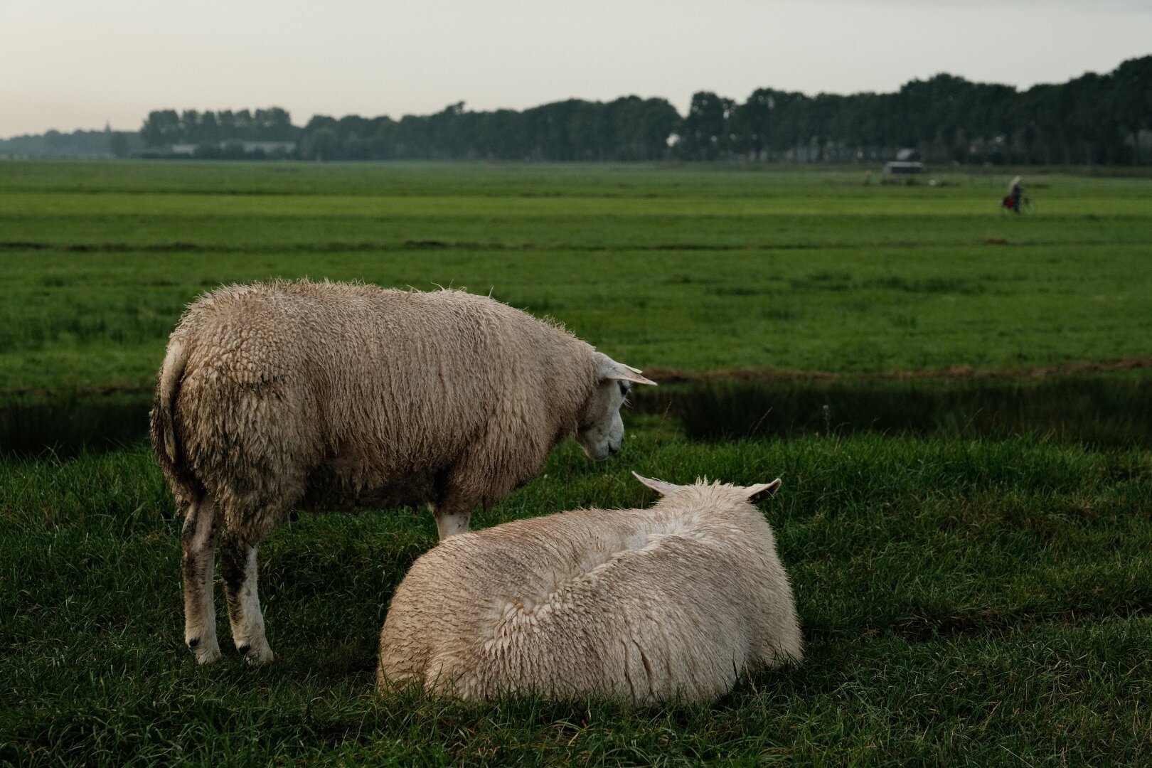 Landscape photo taken in a grassy polder with 2 sheep in the foreground.  One is standing,  one is laying down. In the background you can see a cyclist riding.