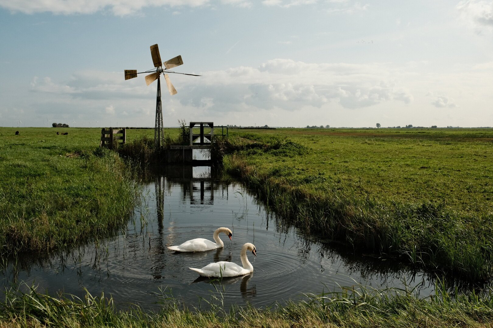 A serene pastoral scene features a water channel running through a lush green meadow. Two white swans gracefully glide across the water's surface, while an old wind-powered water pump stands sentinel beside the channel, its sails reflecting the golden hues of the sunlight. In the distance, flat fields stretch towards the horizon, punctuated by occasional trees and a faint line of wind turbines. The sky above is expansive with fluffy clouds scattered against its blue canvas.