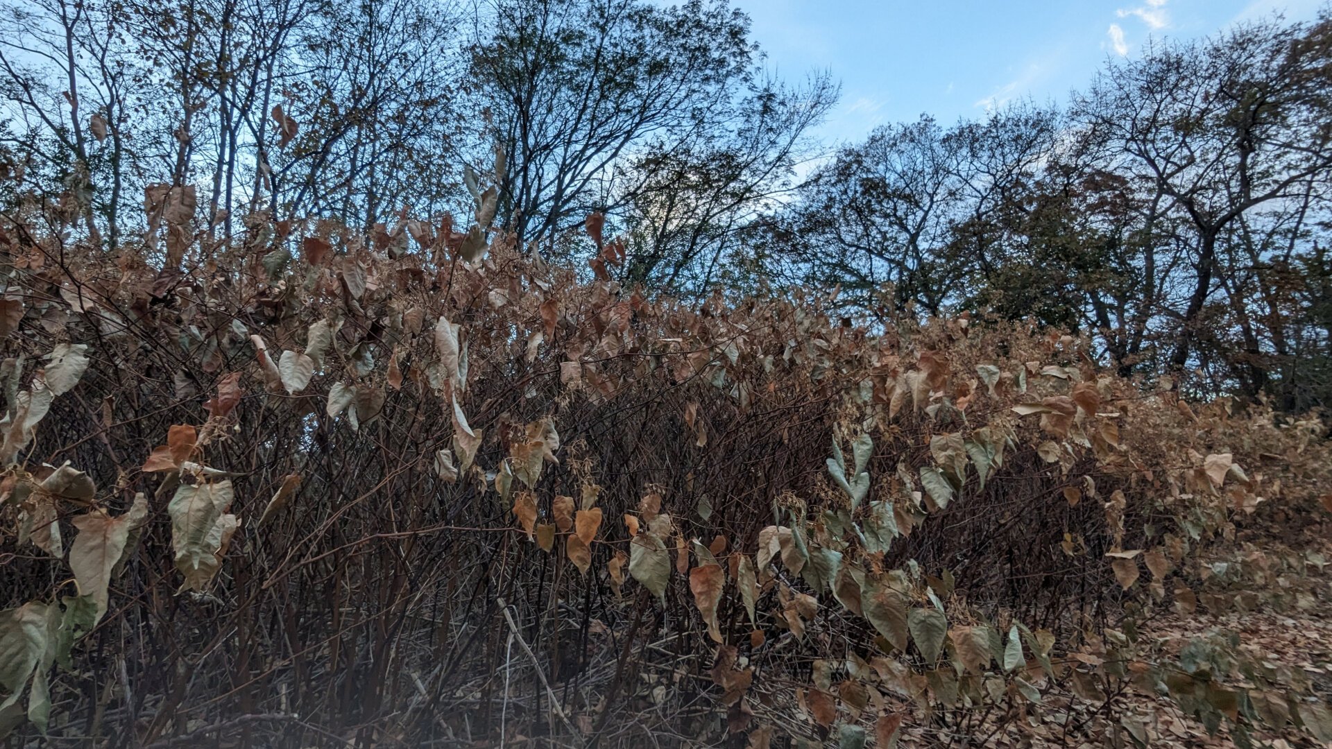 Layout landscape. Tall long bush topped with light brown, beige and pale green autumn leaves, making it look bejeweled. Perspective view.