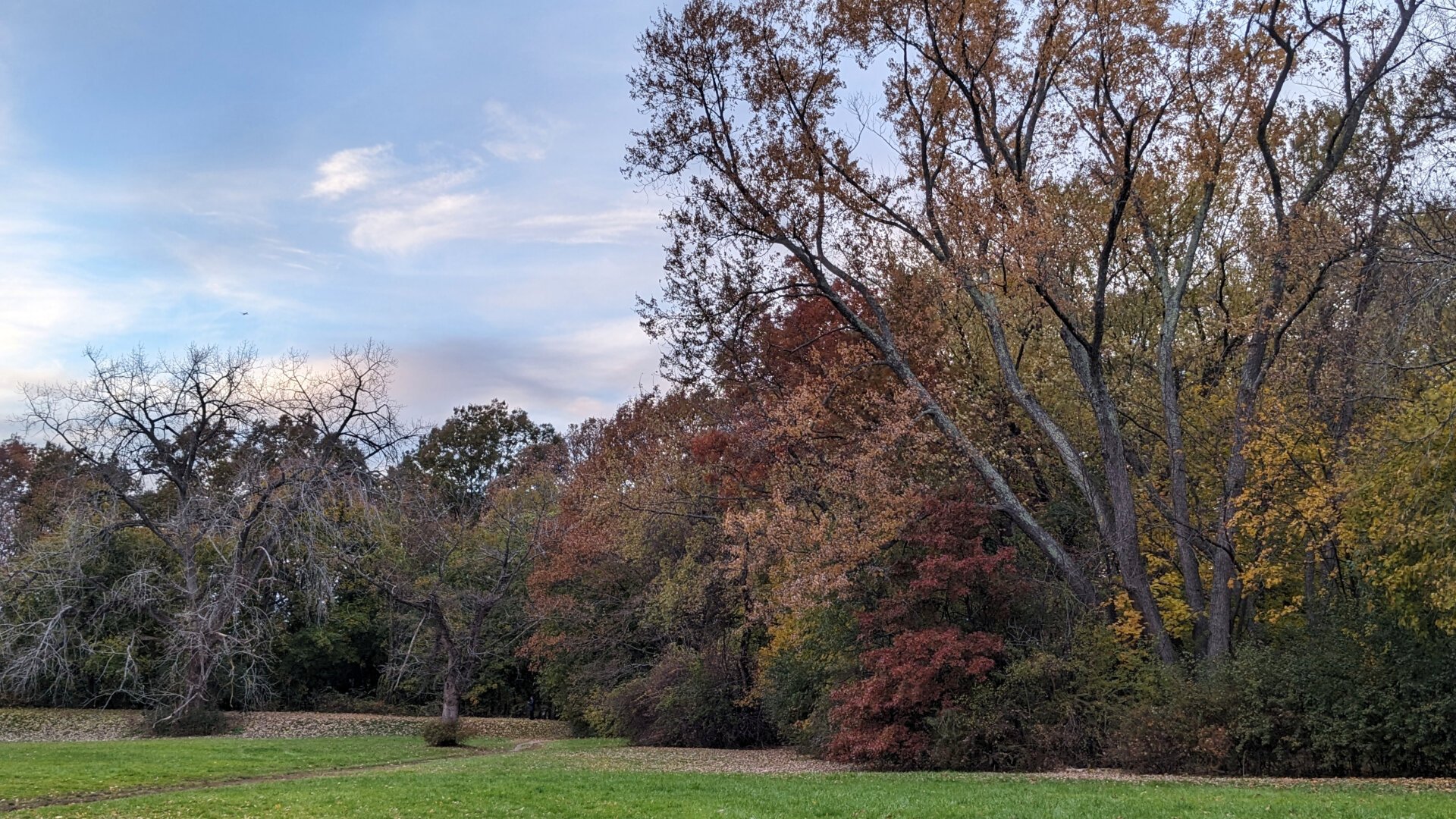 Layout landscape. Trees at Mystic River Reservation, some with a bit of Autumn color and some bare.