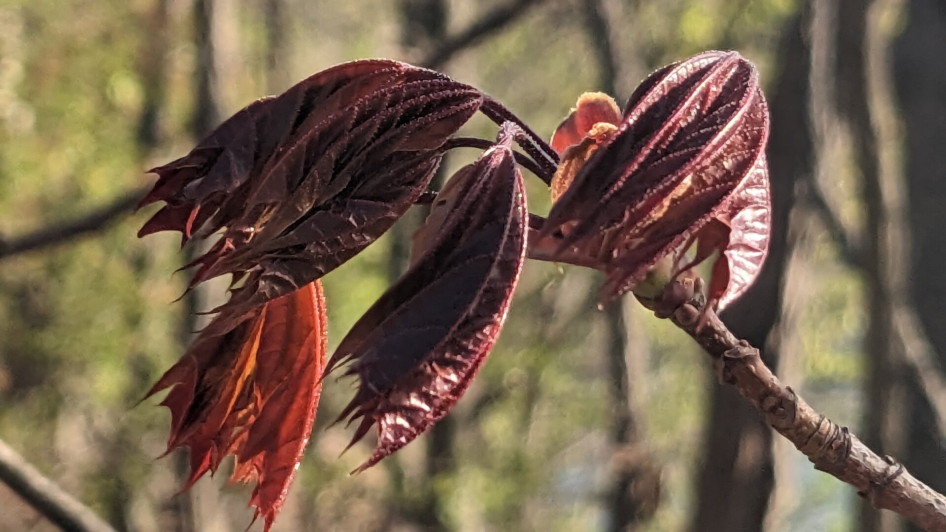 Aspect ratio 16:9, landscape. Close-up of four new, brown leaves on a branch, bent against the breeze.