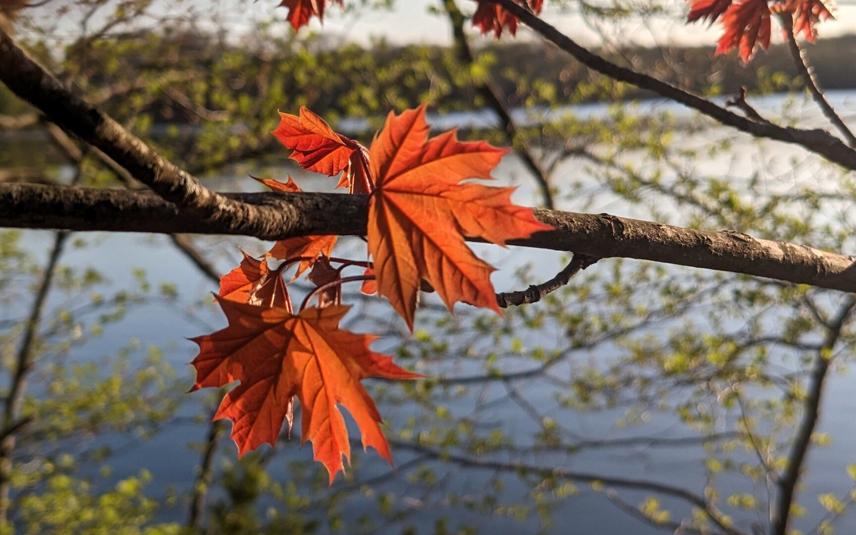 Aspect ratio 8:5, landscape. Close-up of a bunch of new, orange maple leaves on a branch. The depth of field is shallow, with only the leaves and the branch in focus. In the background, the Lower Mystic Lake can be seen through tree branches.