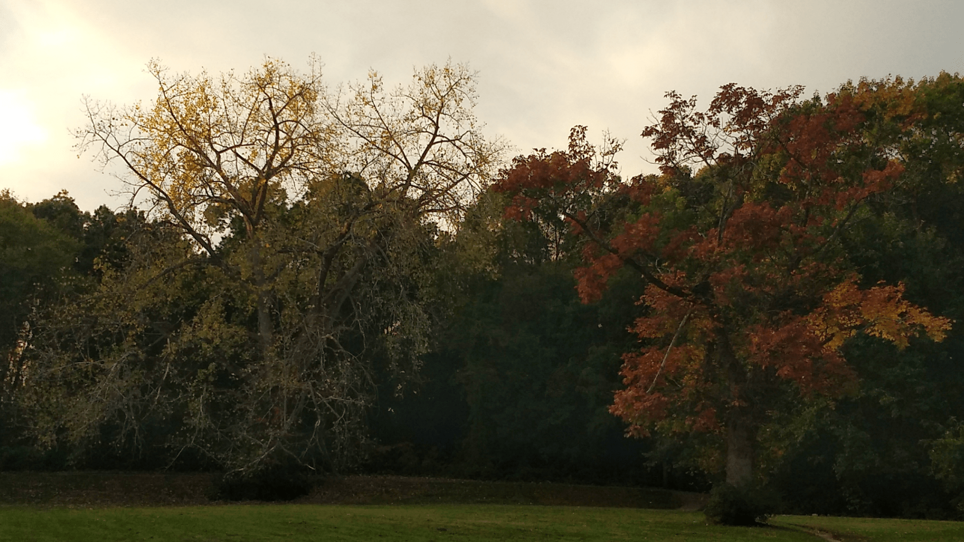 Aspect ratio 16:9, layout landscape. Two trees side-by-side with Fall foliage. The tree on the left has a few dull green leaves and the one on the right has deep red and orange leaves.