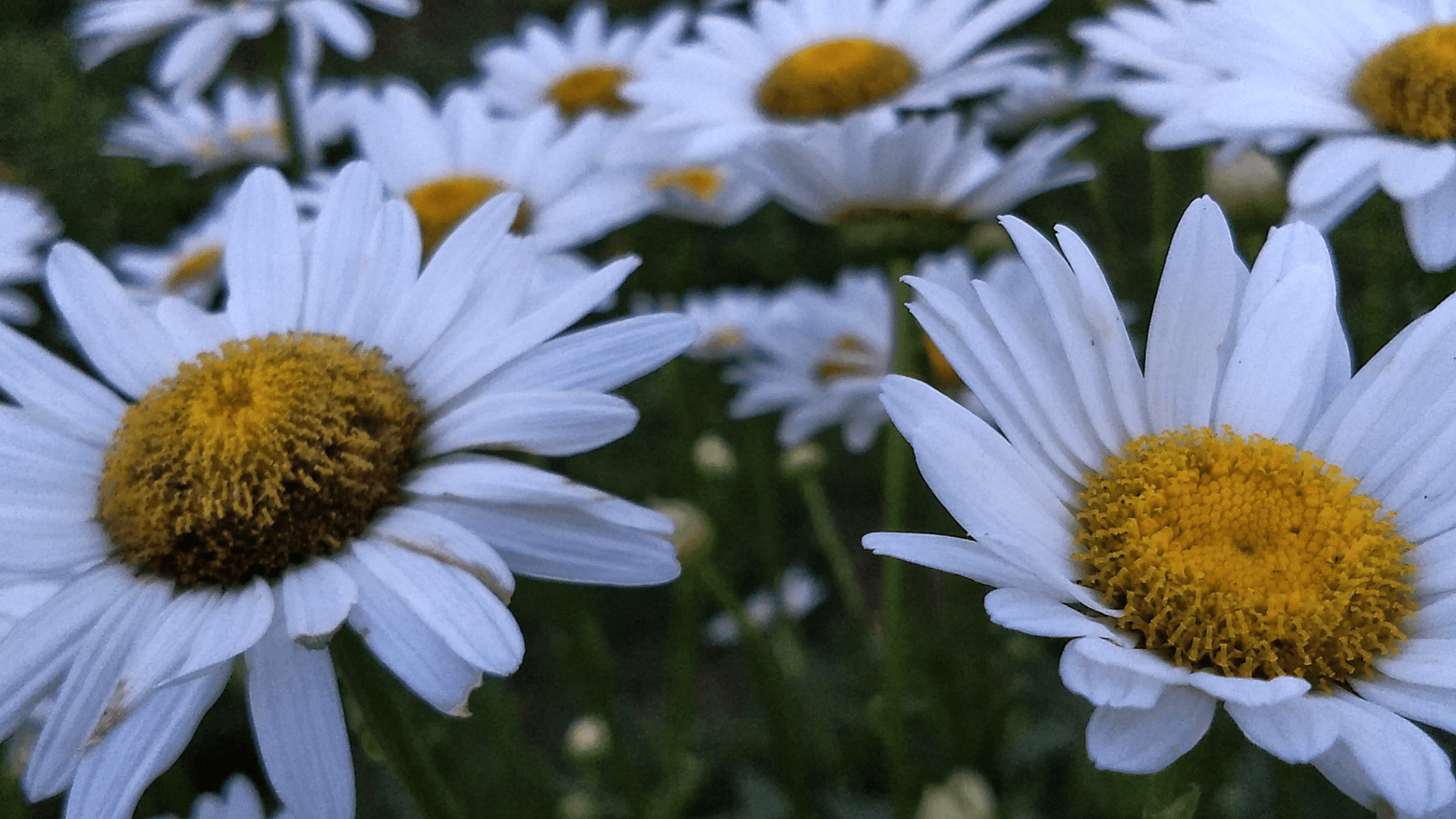 Aspect ratio 16:9, layout landscape. Close-up, with short depth of field, of two daisies, with similar daisies in the background. Macro detail of the yellow centers of the daisies in the foreground, surrounded by white petals.