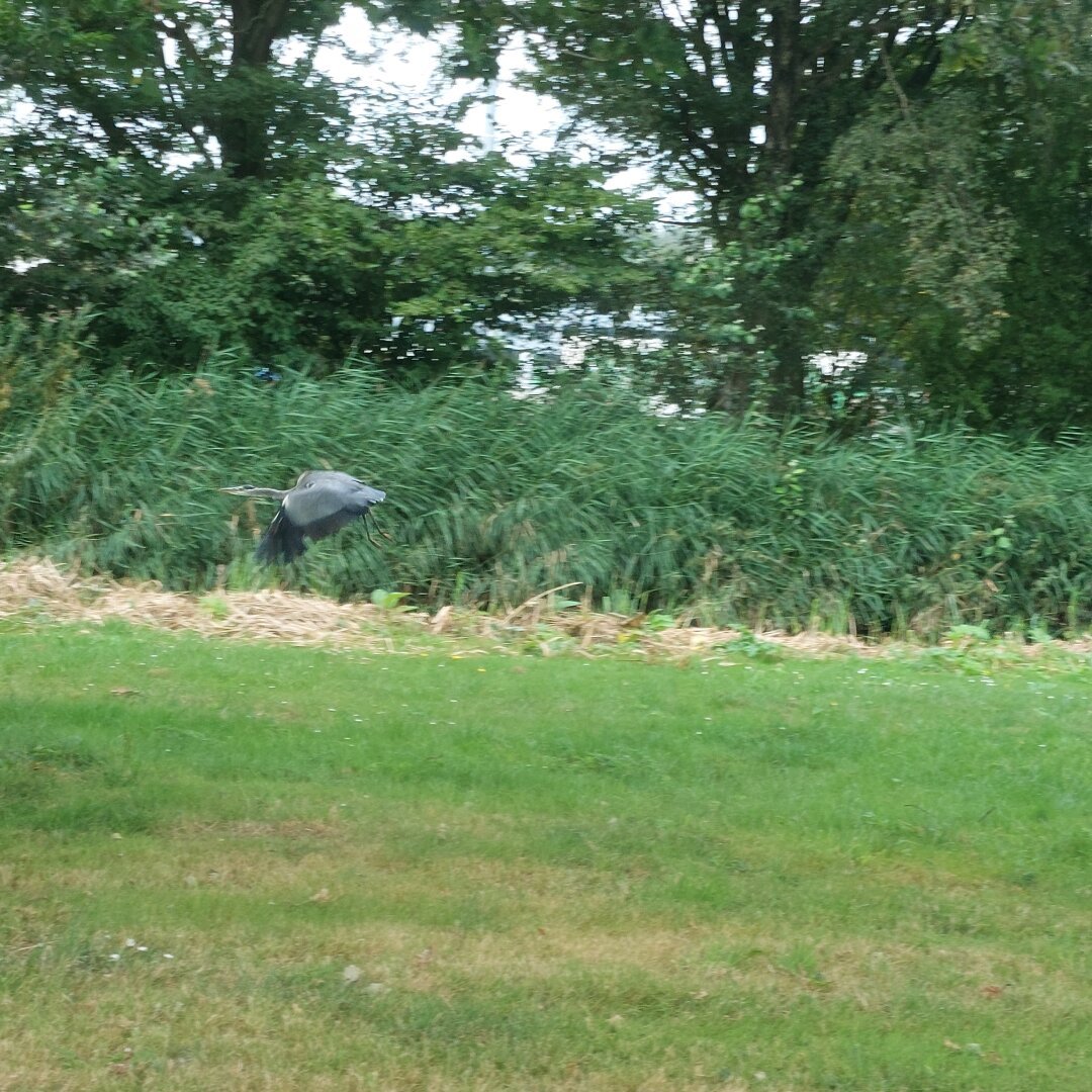 Opstijgende blauwe reiger