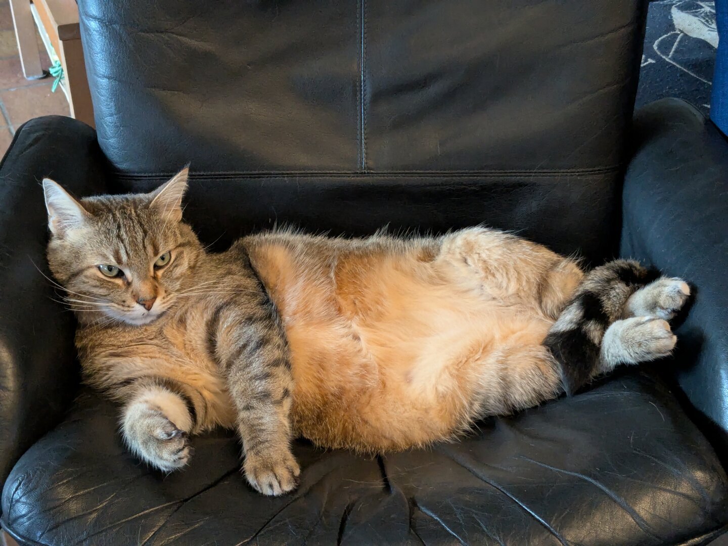 Un chat tigré allongé sur le côté au fond d'un fauteuil en cuir noir usé. Dans une position rappelant celle des Romains allongés pour manger.

A tabby cat lying on its side at the back of a worn black leather armchair. In a position reminiscent of the Romans reclining to eat.