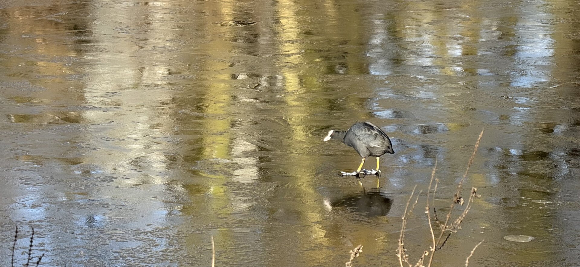 A single coot walking on an extremely thin layer of ice on a pond.