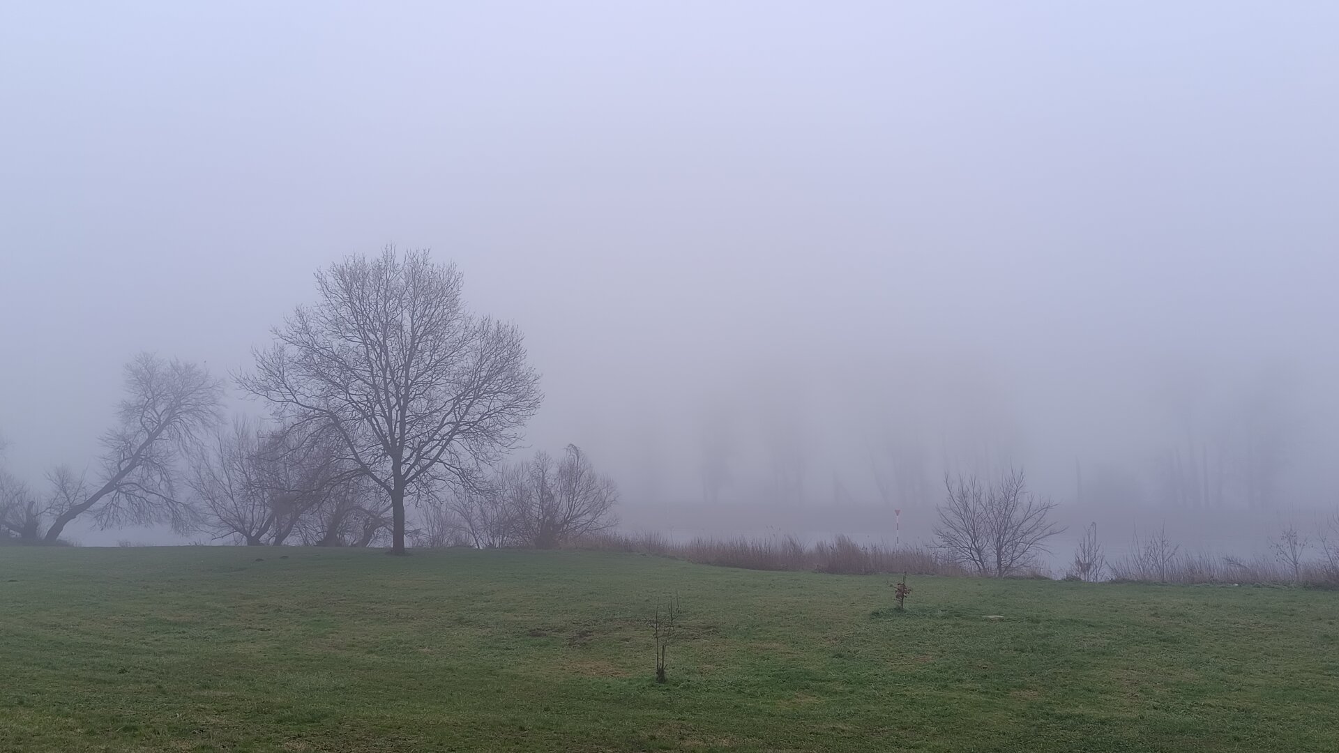 Nebel am Morgen über der Elbe und den Wiesen