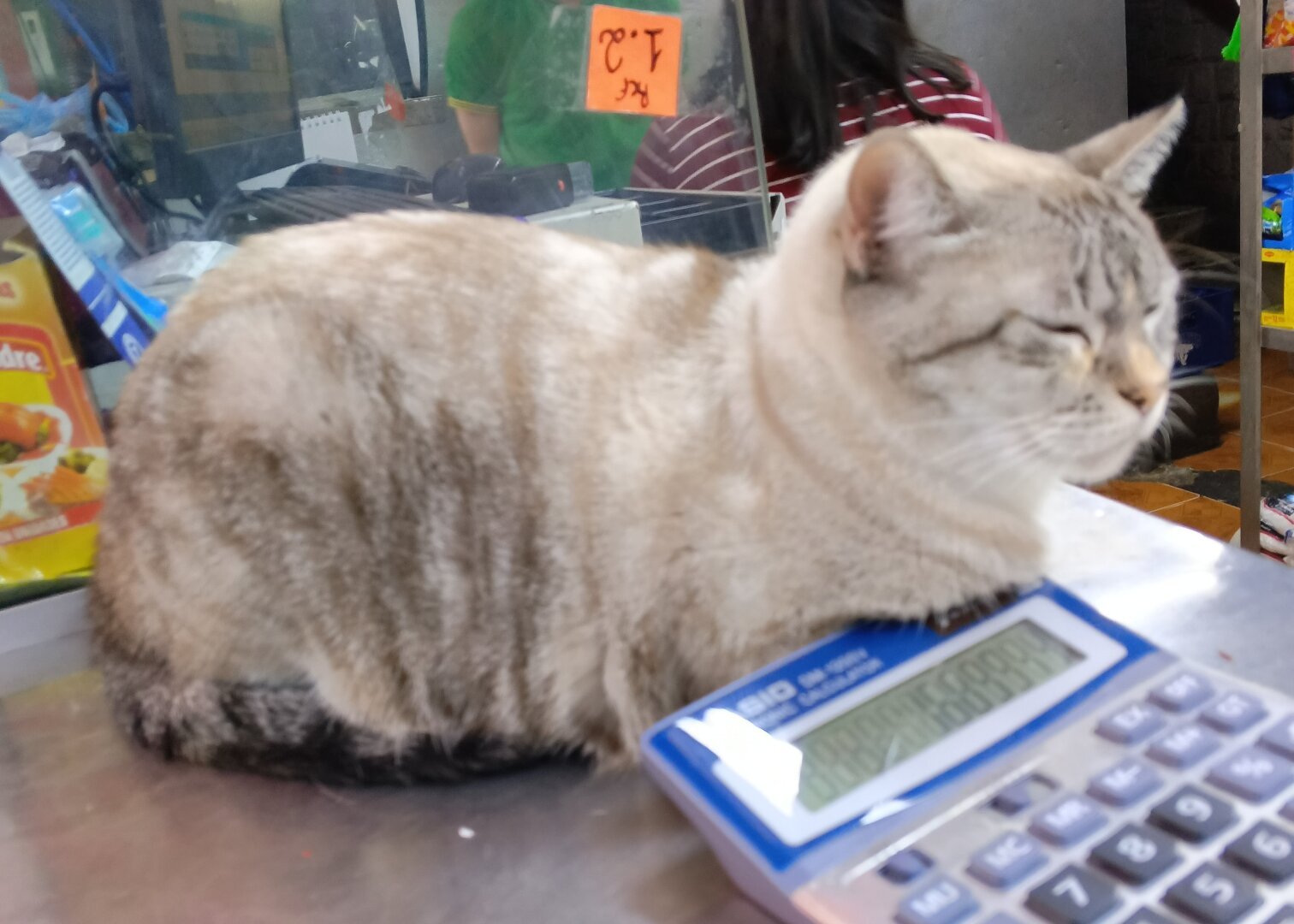 A photo of a sleepy cat bundled up in front of a calculator atop a store countertop.