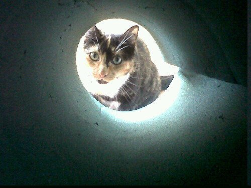 Tortoiseshell cat looks straight at camera, surrounded by light, viewed down a darkened, rolled up camping mat.