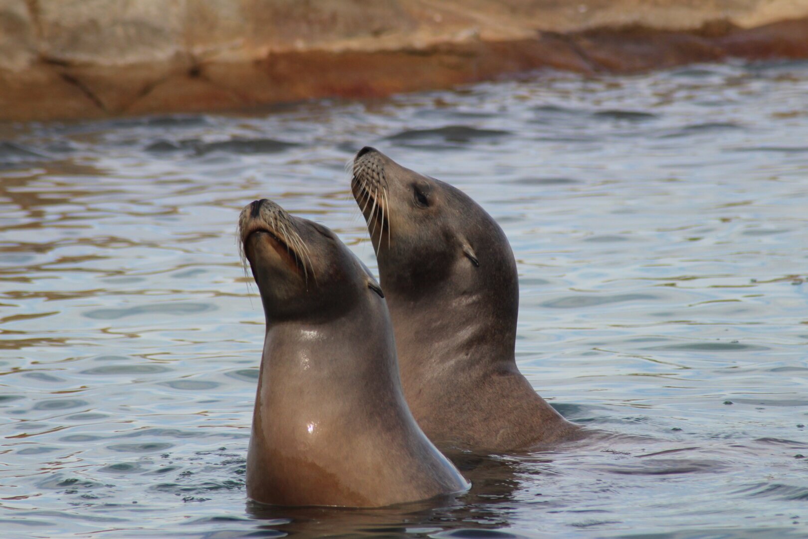 Two seals in a man-made pool at the Yorkshire Wildlife Park