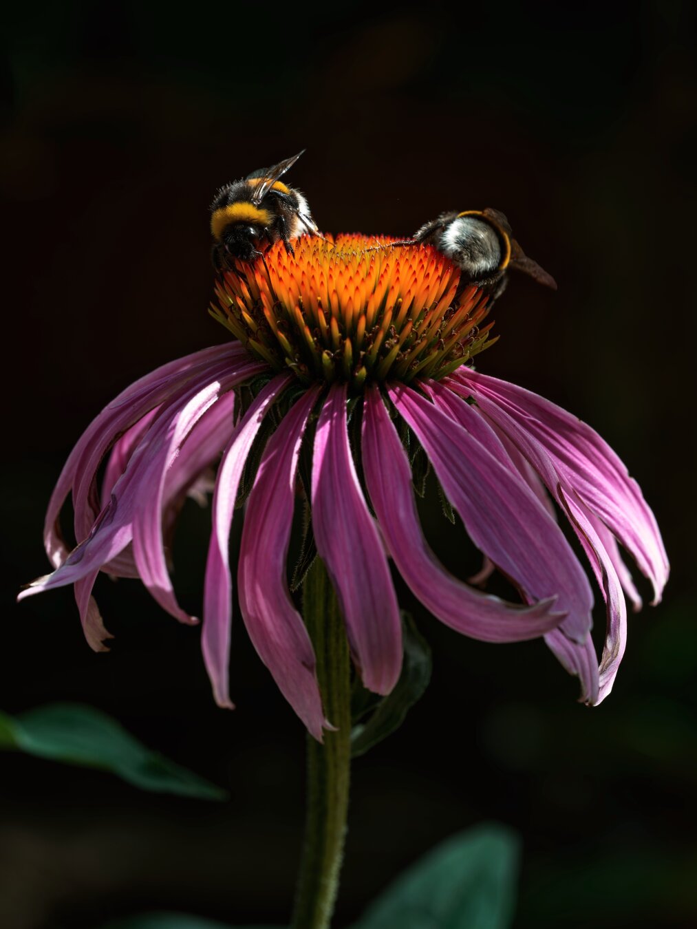 A pair of bumblebees, are sitting directly on the surface of a colorful coneflower. The contrast between their fuzzy bodies and the bright petals highlights a moment of natural interaction with plant life. Viewers can see details of the insects' legs and wings resting on the vibrant center of the bloom.