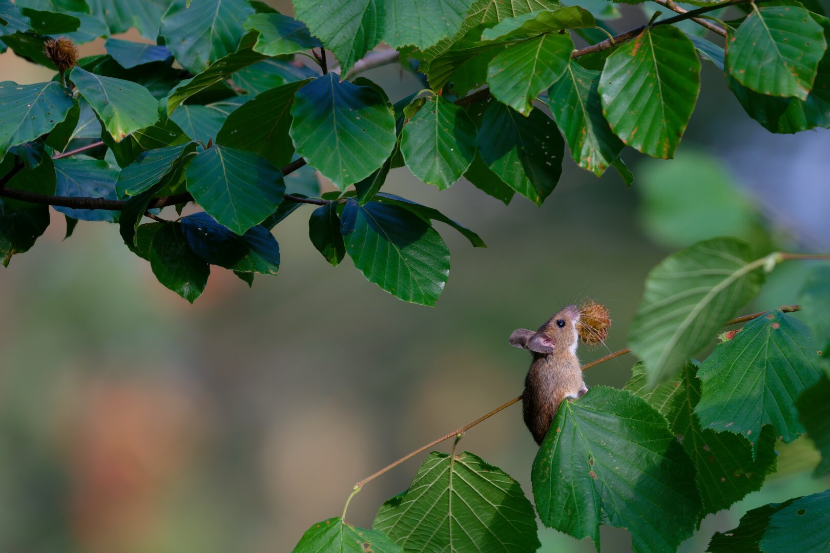 A small brown mouse perched on a thin branch of a hazel bush, holding a spiky beech seed in its mouth and surrounded by vibrant green leaves.