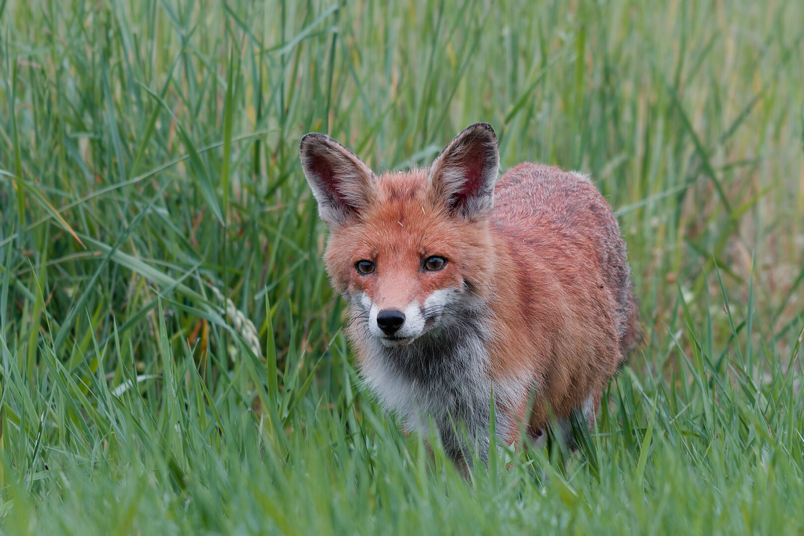 A portrait of a red fox standing in a field of tall, green grass.