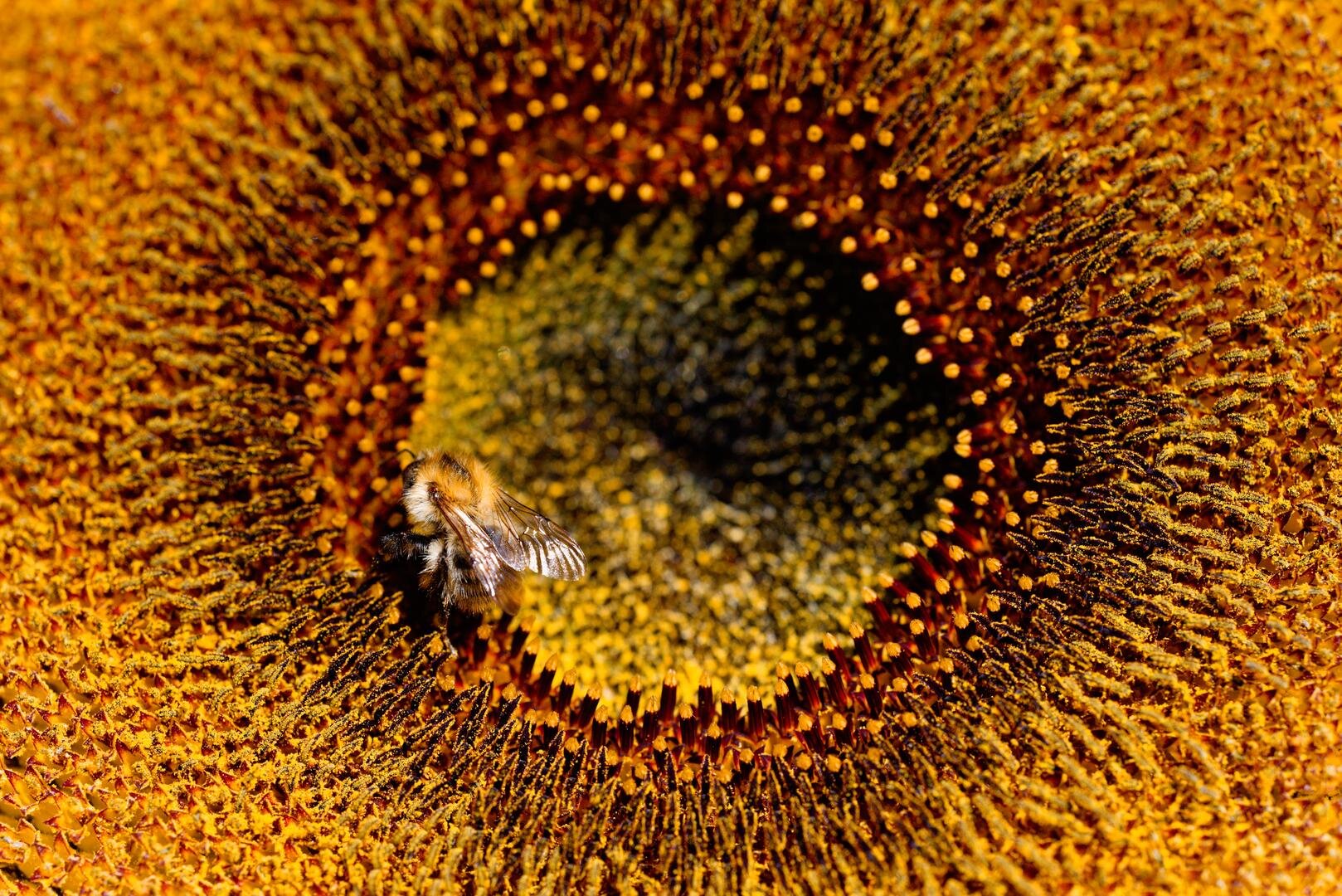 A macro close-up of a fuzzy yellow and black bumblebee gathering pollen from the textured, golden-orange center of a sunflower.