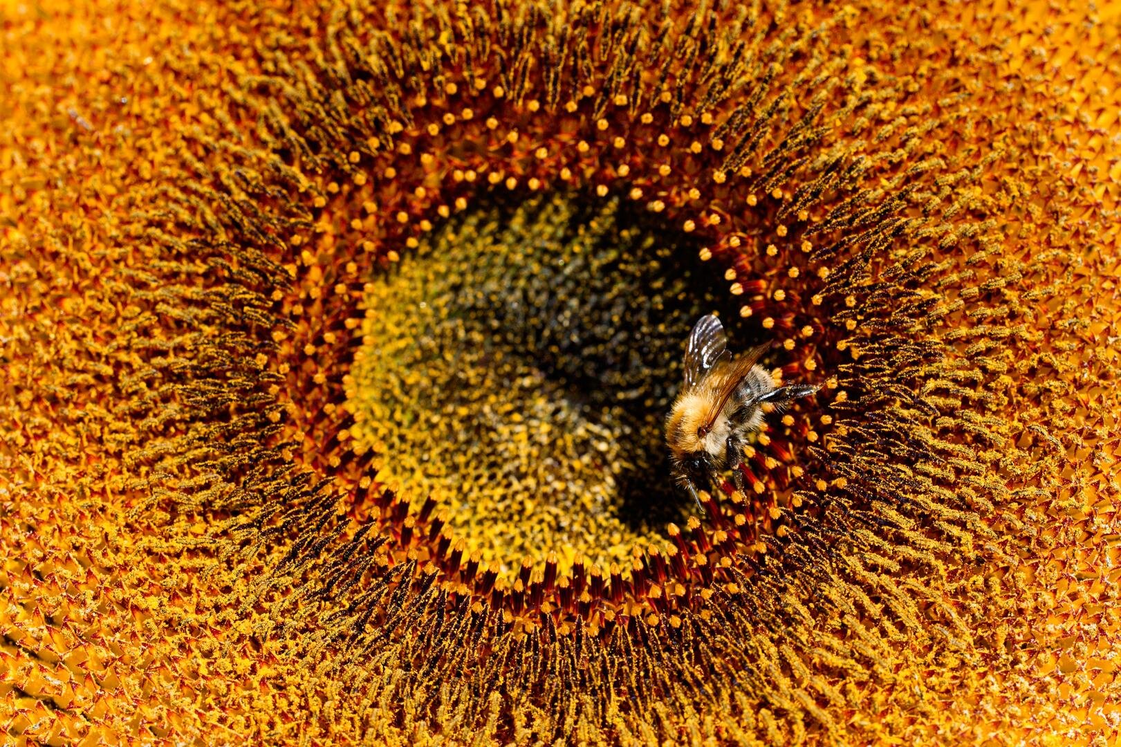 A macro close-up of a fuzzy yellow and black bumblebee gathering pollen from the textured, golden-orange center of a sunflower.