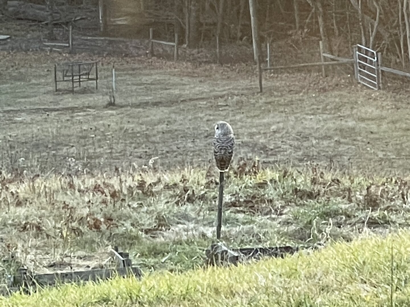 An owl perches on a fence port looking out toward the pasture.