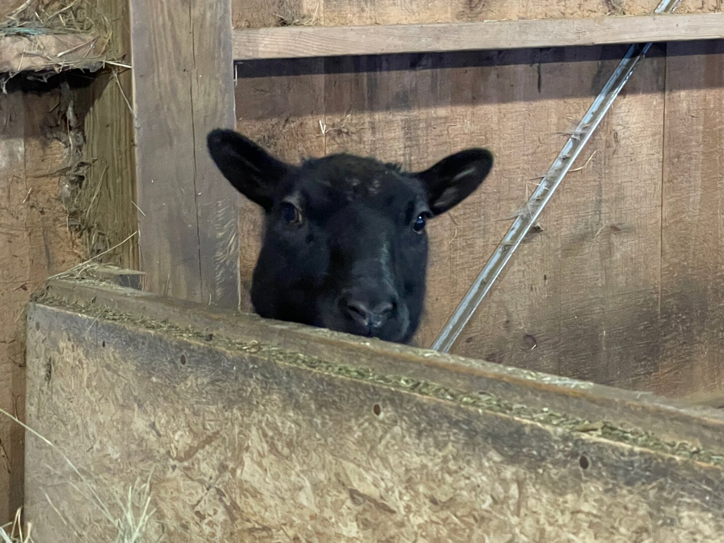 A small black sheep's head pops up from behind a wooden hay feeder.