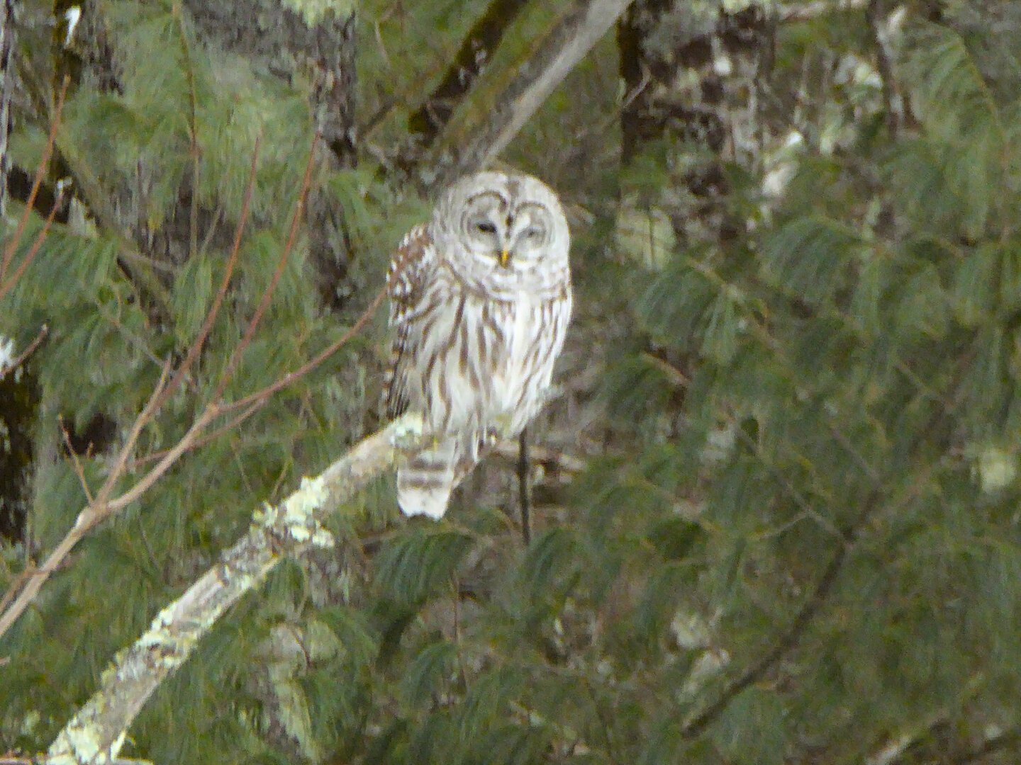 A Barred owl perches on a tree branch and is looking toward the camera. It is surrounded by forest and the photo is overly zoomed.